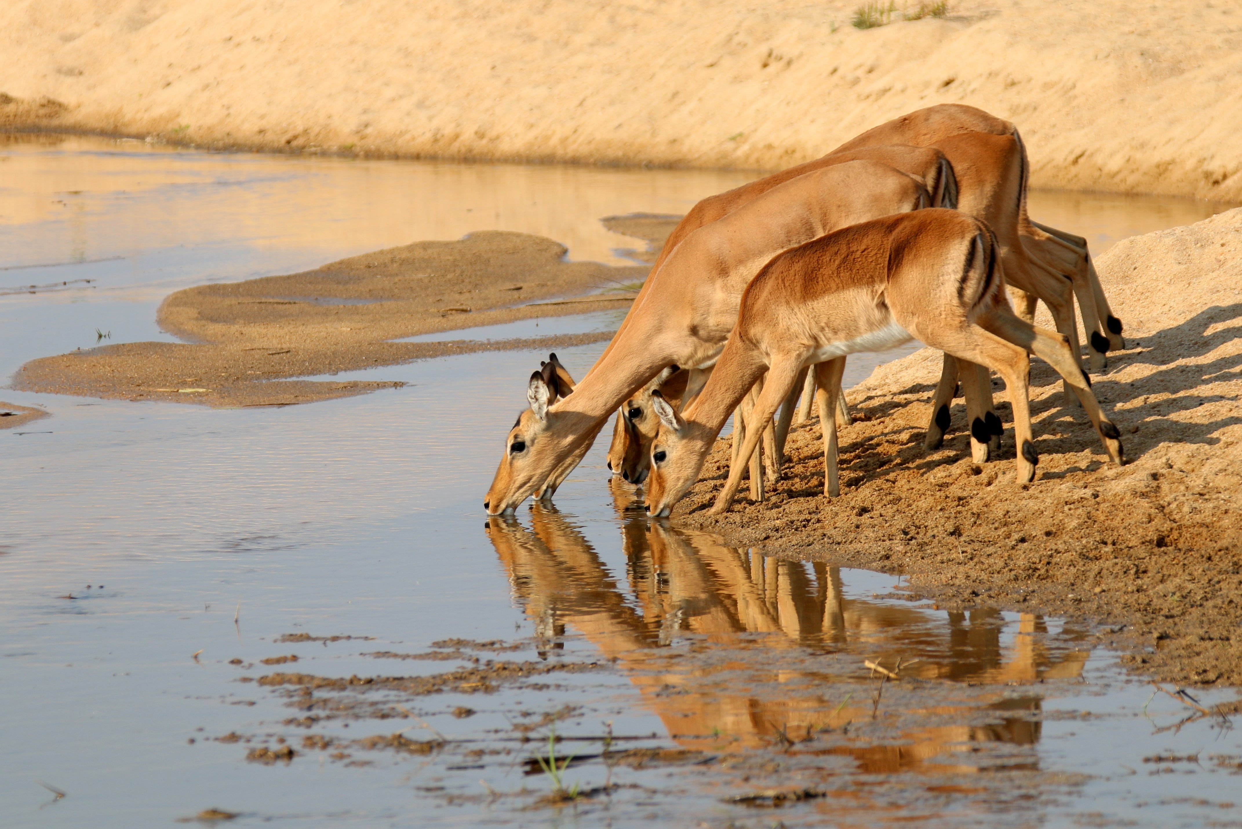 no people, water, etosha National Park, mammals, wilderness, photo, africa, reflection, beast, one animal, kruger, antelope, animal wildlife, horns, sands, HD Wallpaper