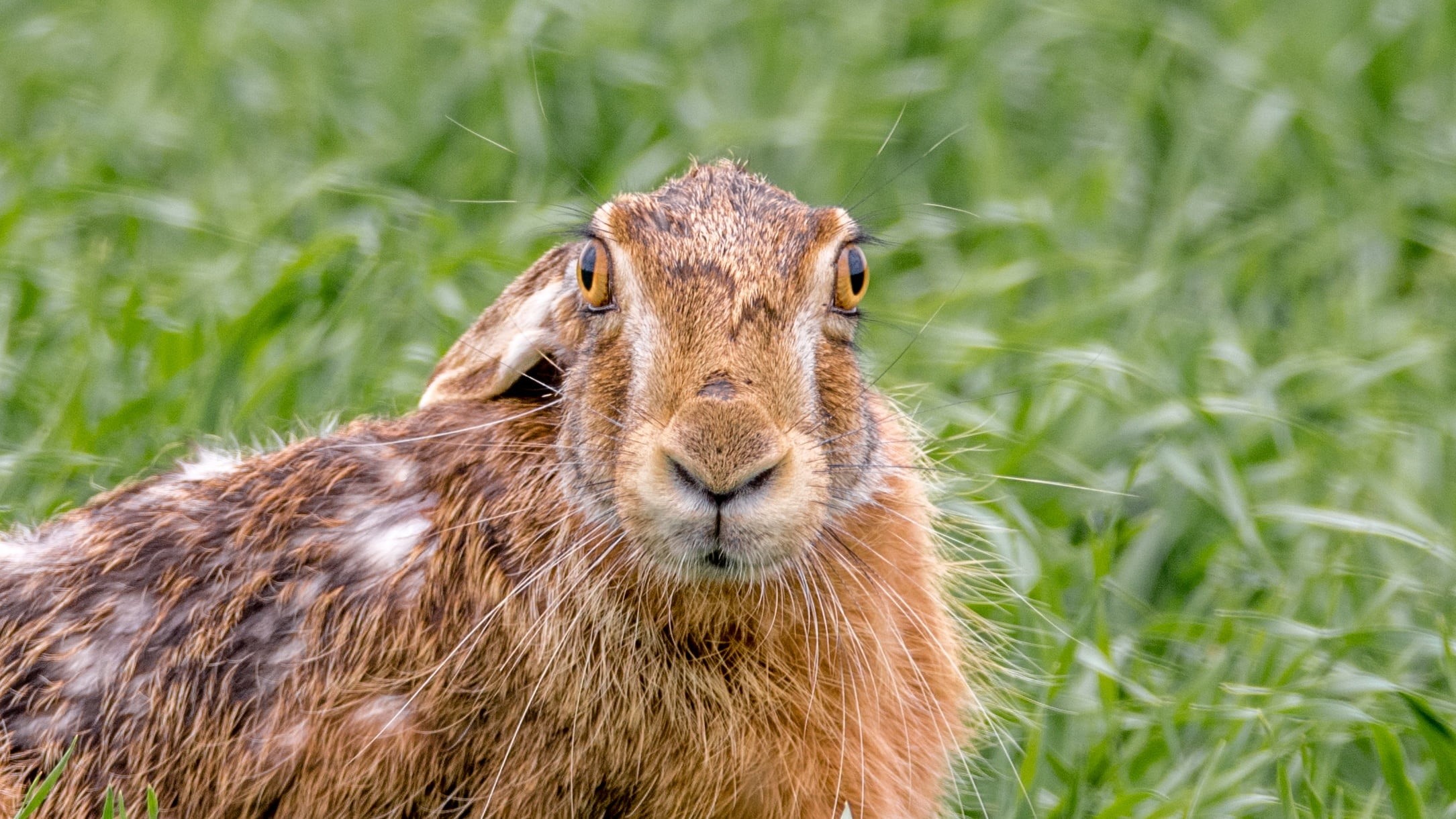 1080P, brown, animal, photography, domestic, animal head, rabbit, fur, outdoors, animal themes, no people, herbivorous, ear, hairy, hare field, animals in the wild, HD Wallpaper