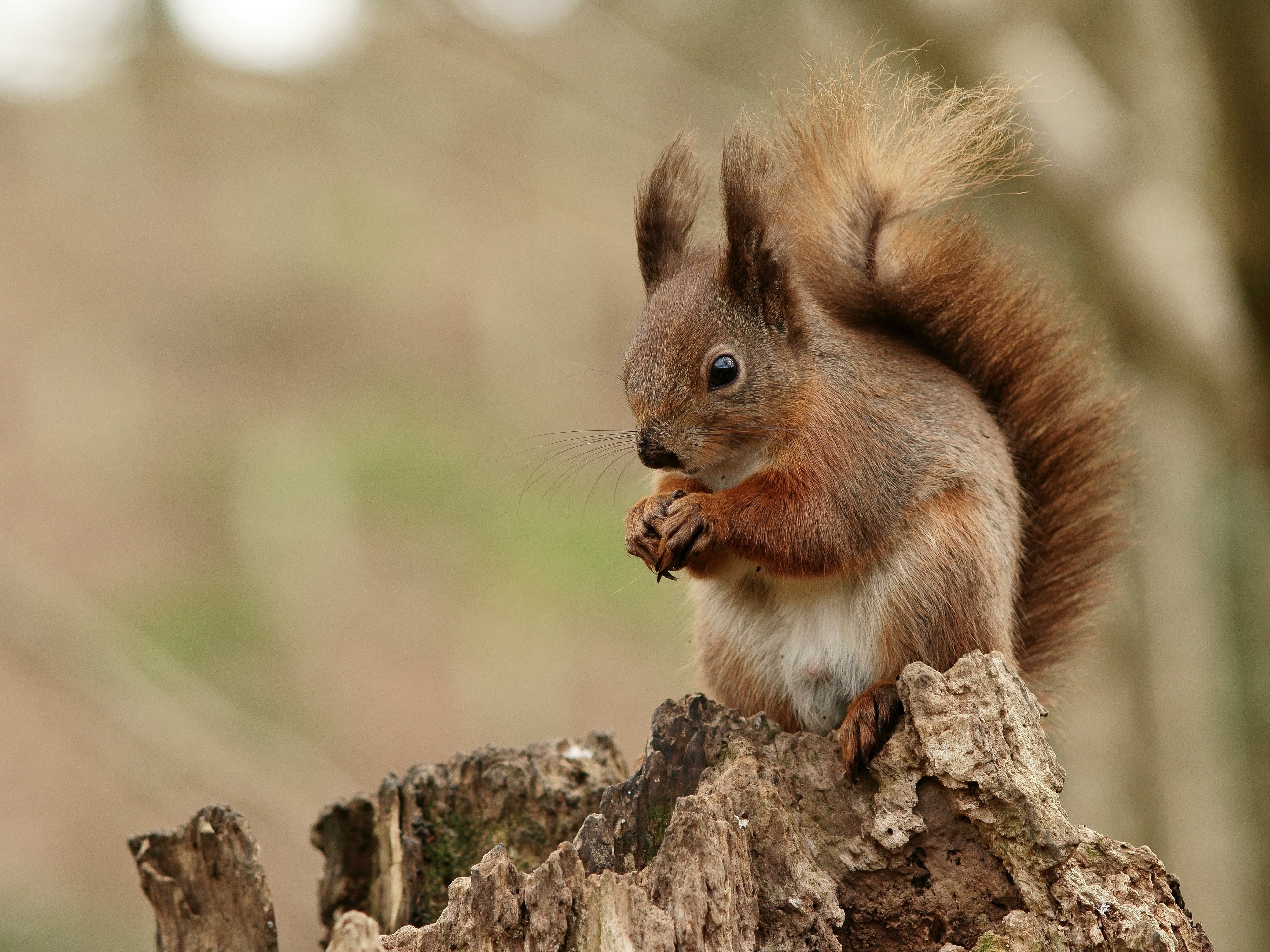 4K, eating, rodent, shift, brown, outdoors, close-up, lens, mammal, animal, tilt, wildlife, nature, animals In The Wild, squirrel, tree, cute, forest, HD Wallpaper
