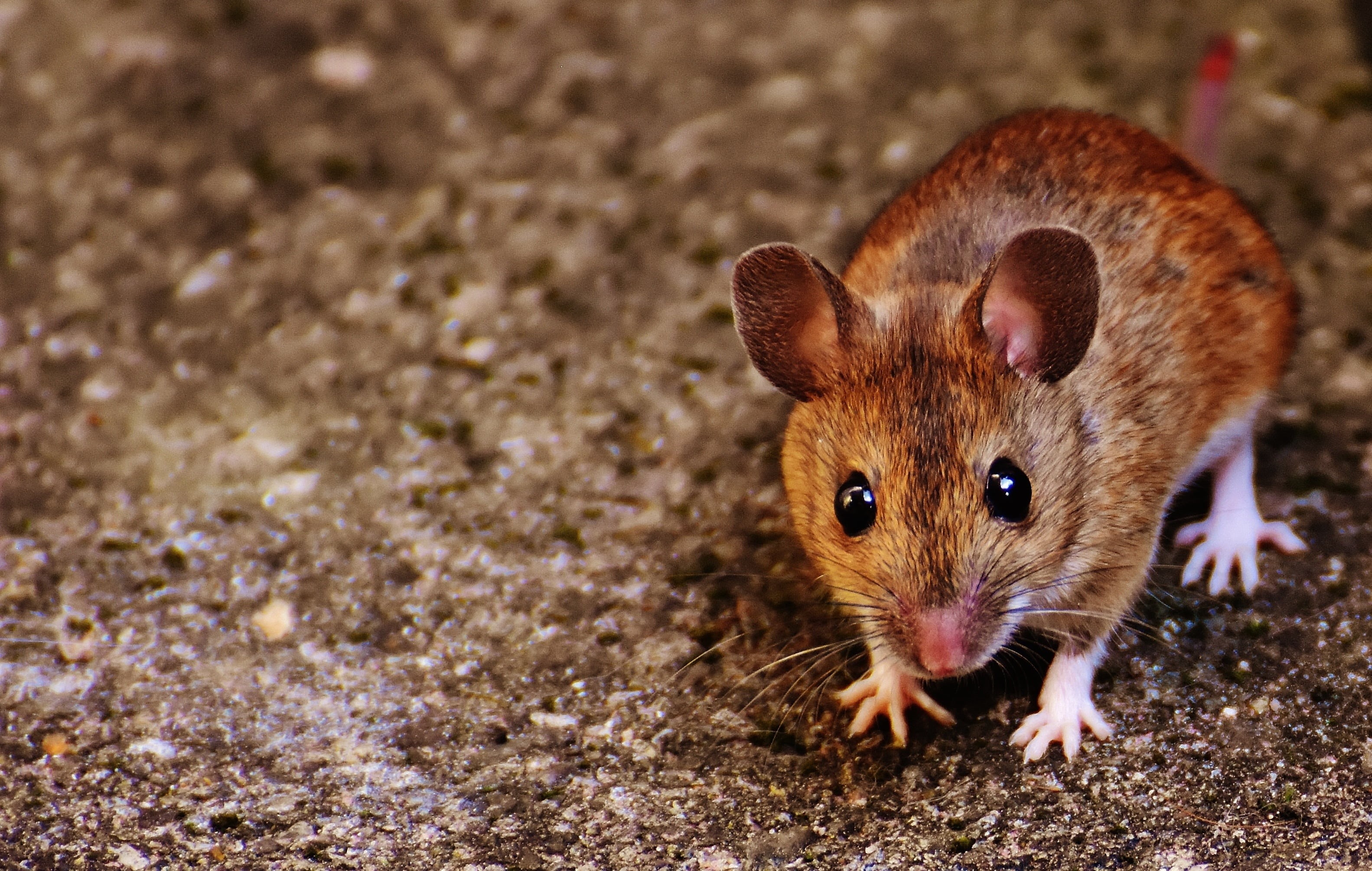 mouse, domestic, looking at camera, one animal, fur, close-up, animal themes, animal wildlife, small, photography, animal, funny, outdoors, apodemus sylvaticus, HD Wallpaper