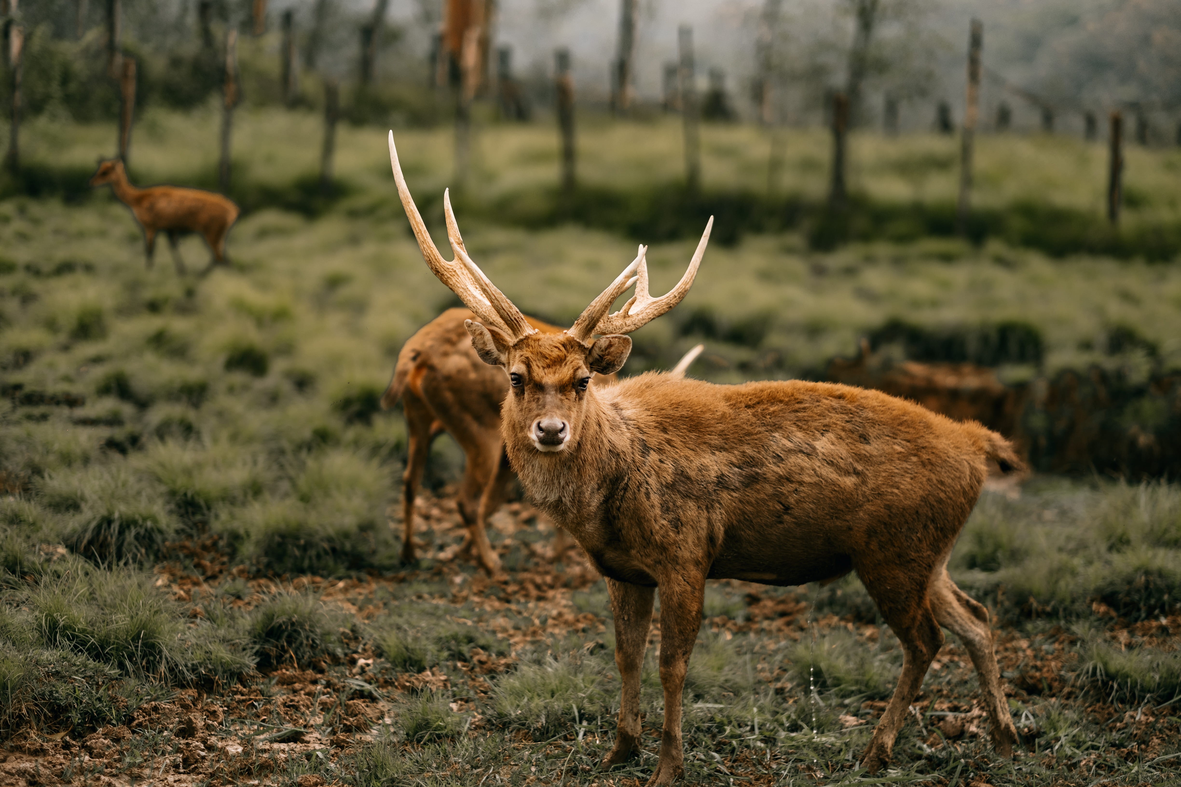 bandung, land, animal themes, horned, standing, herbivorous, no people, naturaleza, field, nature, plant, tree, fence, forest, ciervo, asium, travel, woodland, HD Wallpaper