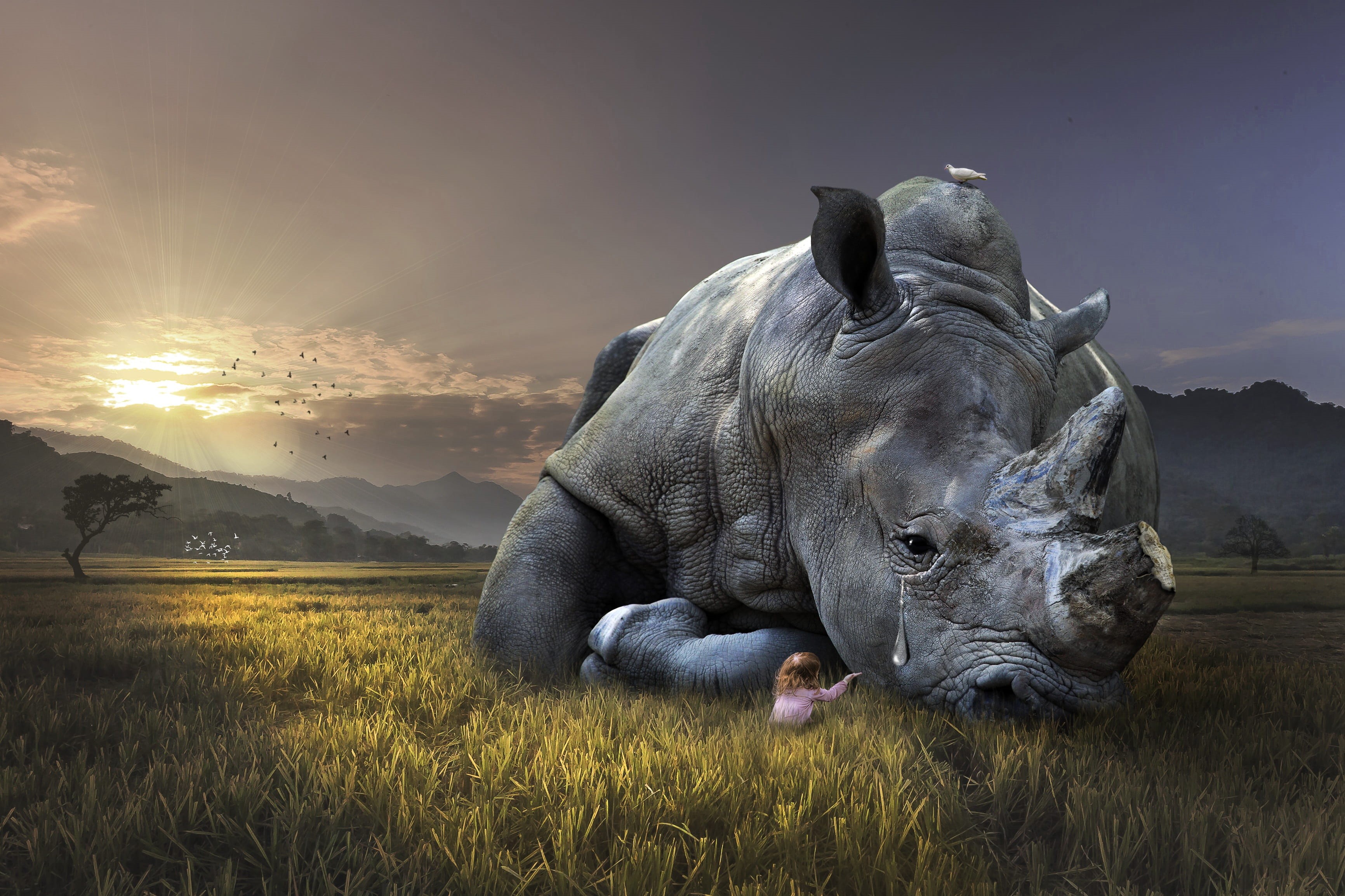 scenics - nature, sitting, rhino, birds, beauty in nature, green, crying, cloud - sky, tear, laying, outdoors, light, natural, trees, child, dawn, wildlife, HD Wallpaper