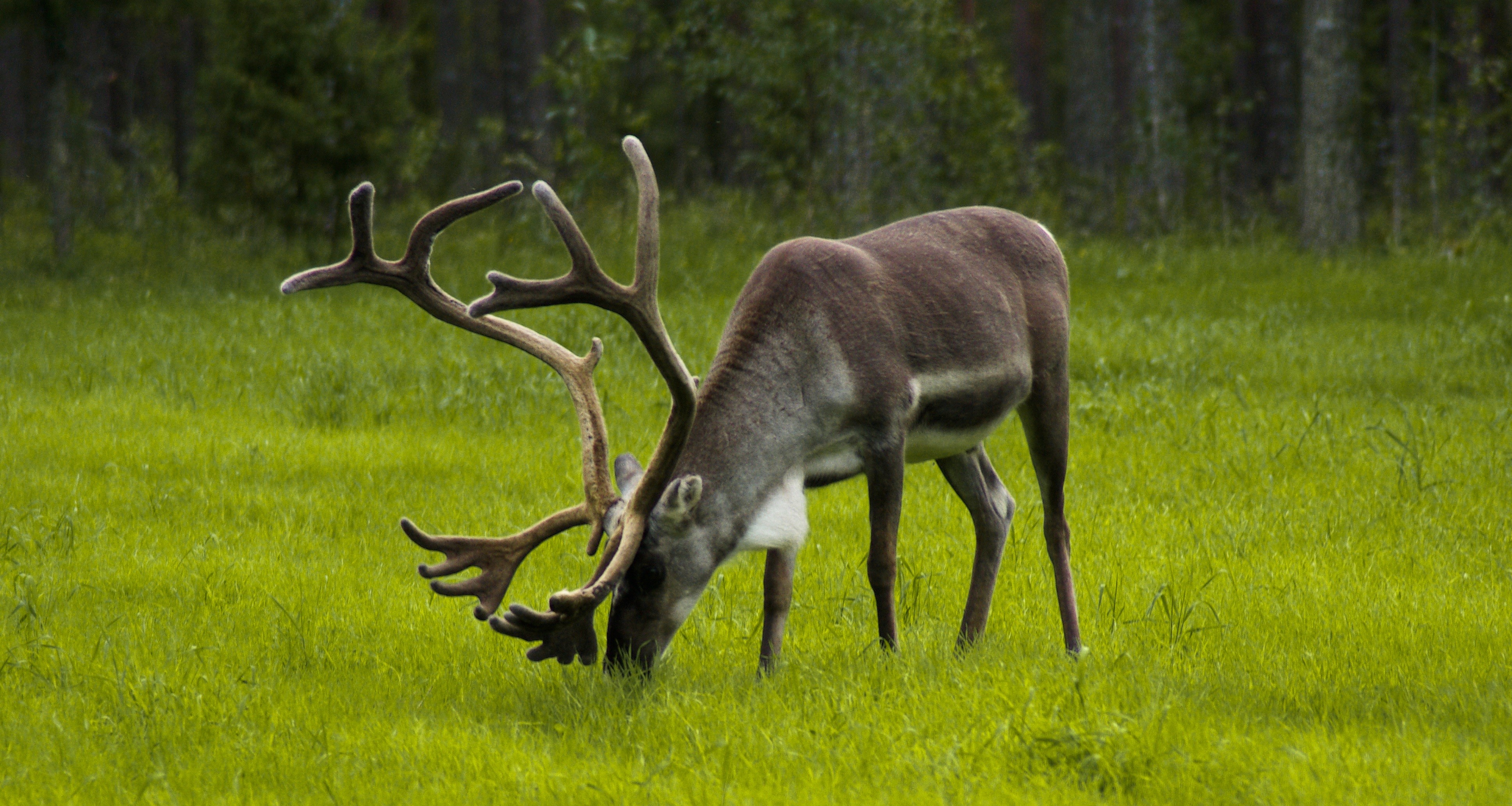 vertebrate, animal themes, grass, reindeer, animal wildlife, green, animal, photo, feeding, land, browse, animals In The Wild, mammal, green color, day, HD Wallpaper