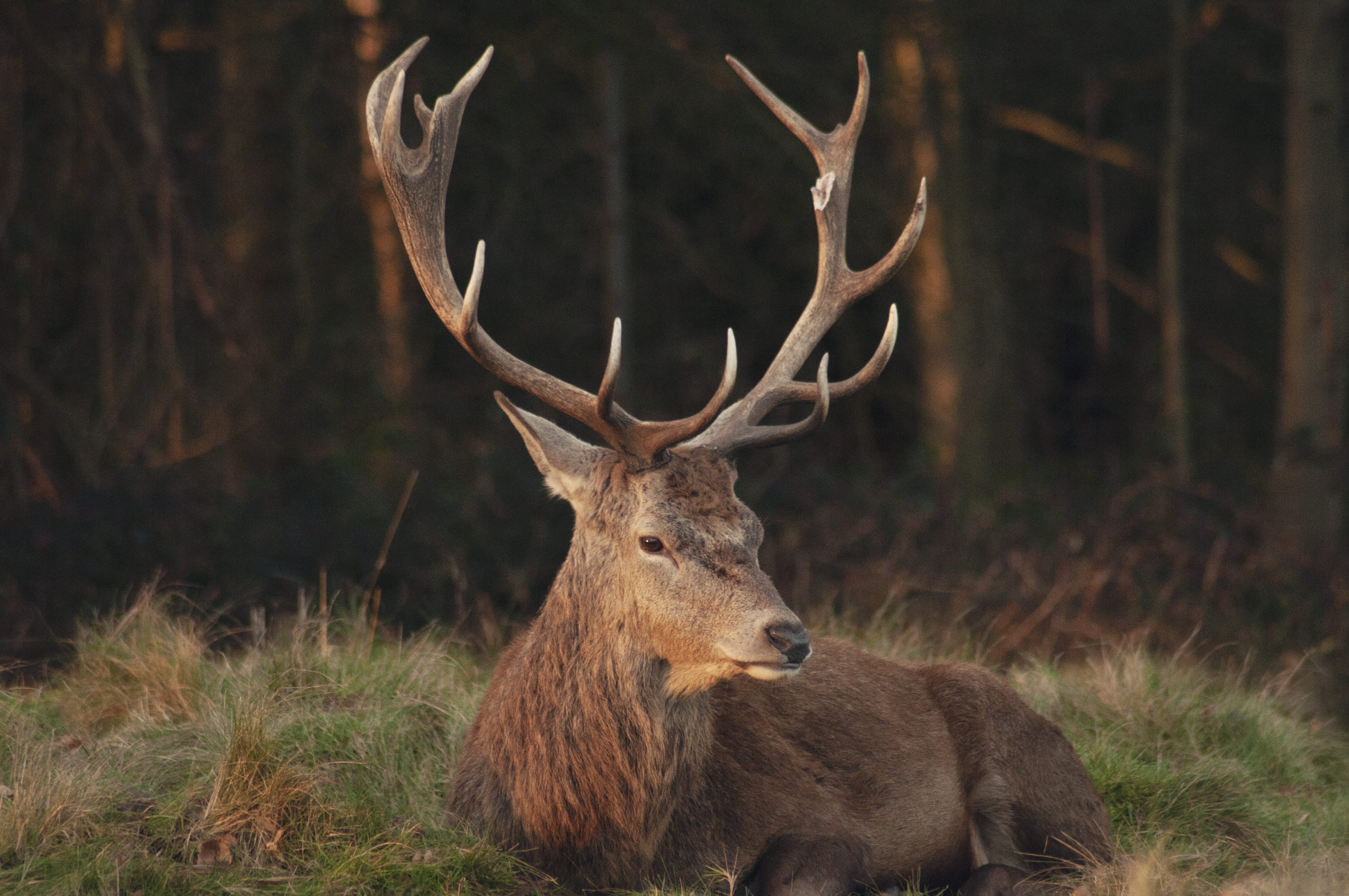 elk, lying, domestic animals, sunlight, one animal, outdoors, animal wildlife, mammal, wildlife, forest, buck, animal themes, richmond, plant, brown, deer, HD Wallpaper