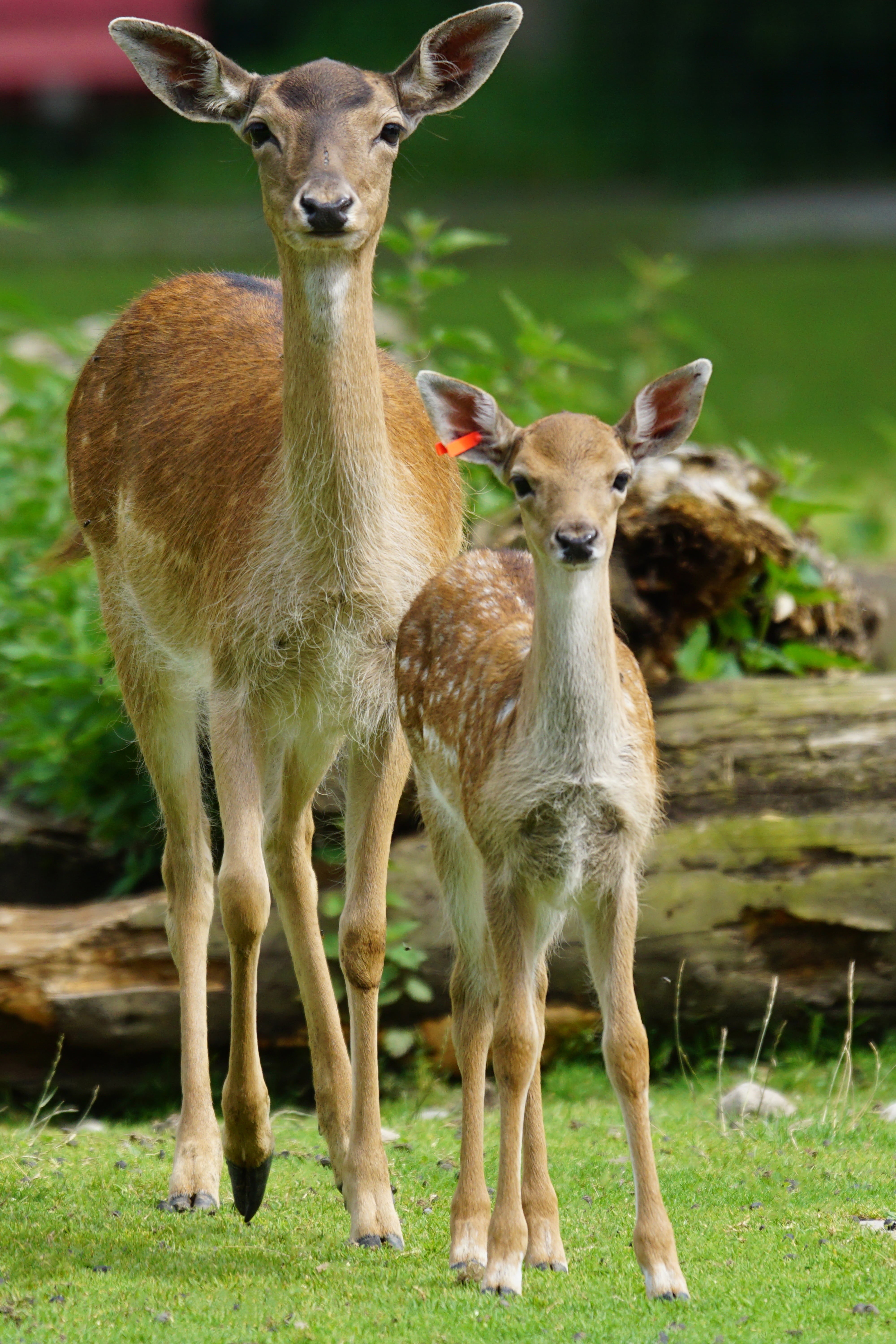 animals In The Wild, plant, animal wildlife, young animal, stag, brown, 5K, herbivorous, hoofed Mammal, animal themes, animal family, fallow deer, nature, Phone HD Wallpaper