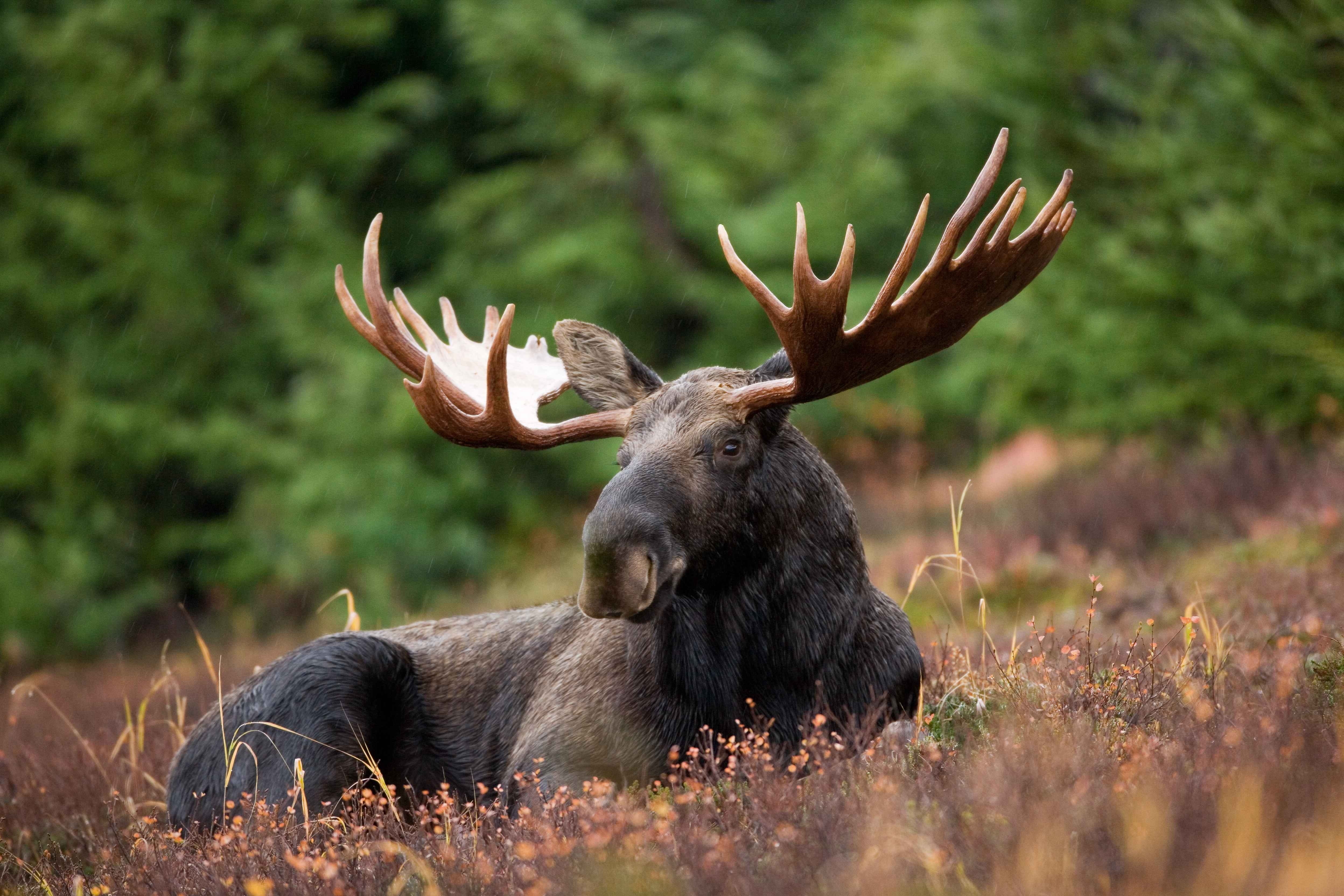 fauna, herbivorous, outdoors, nature, one animal, goat, elk, during, animal, selective focus, male, moose, deers, grass, gray, animal wildlife, animals In The Wild, HD Wallpaper