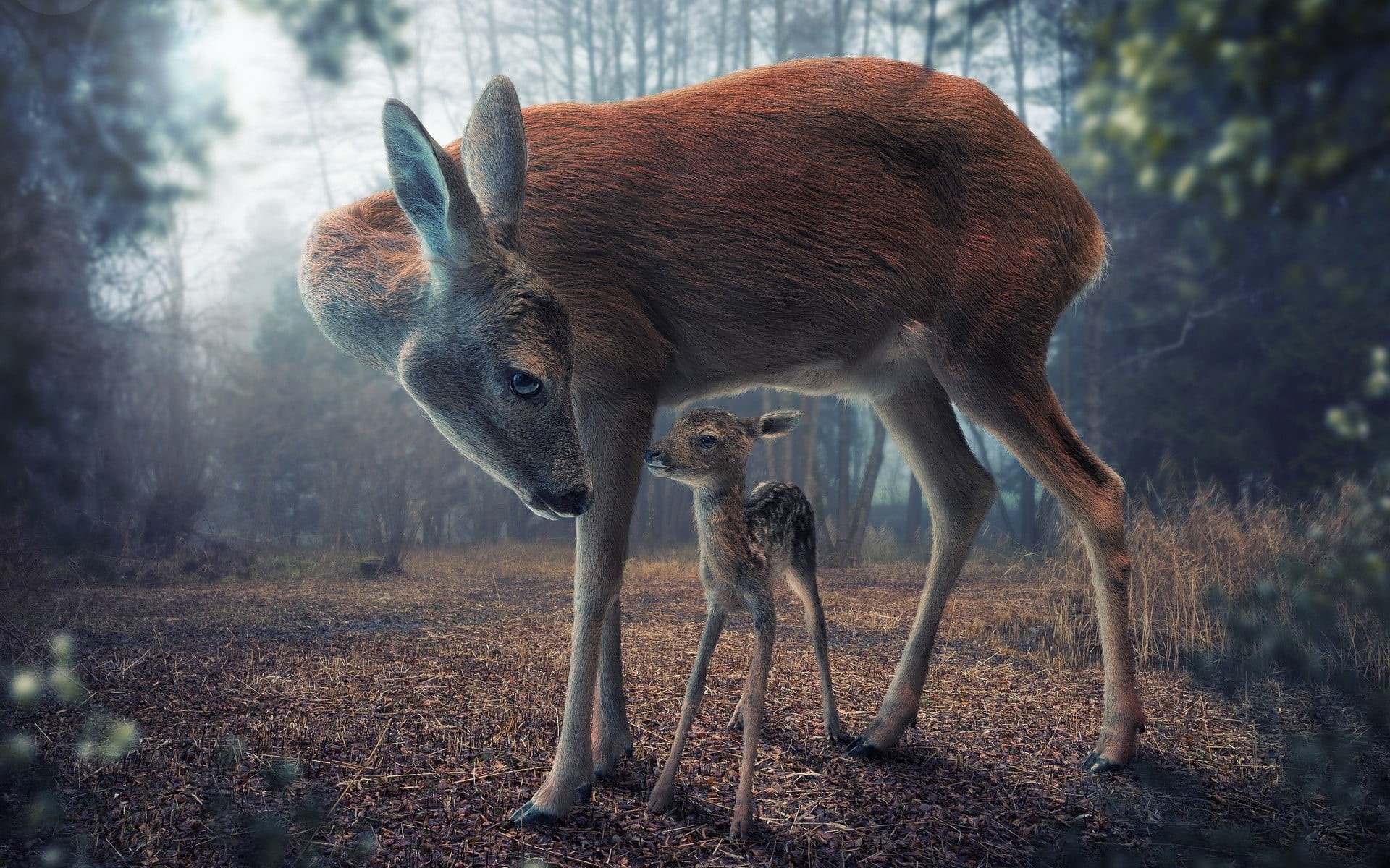 day, land, digital art, dee, forest, mammal, animals, deer, field, young animal, nature, standing, full length, outdoors, domestic animals, vertebrate, HD Wallpaper