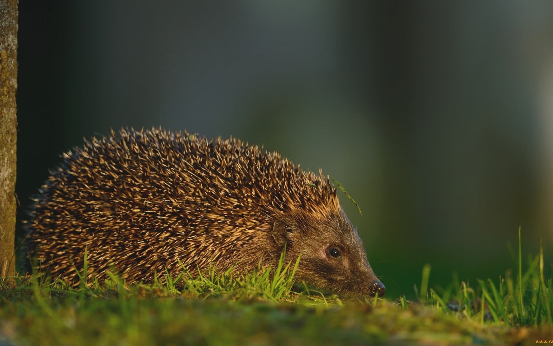 no people, animal themes, focus on foreground, one animal, 1080P, nature, cat, animal wildlife, herbivorous, grass, mammals, outdoors, selective focus, HD Wallpaper