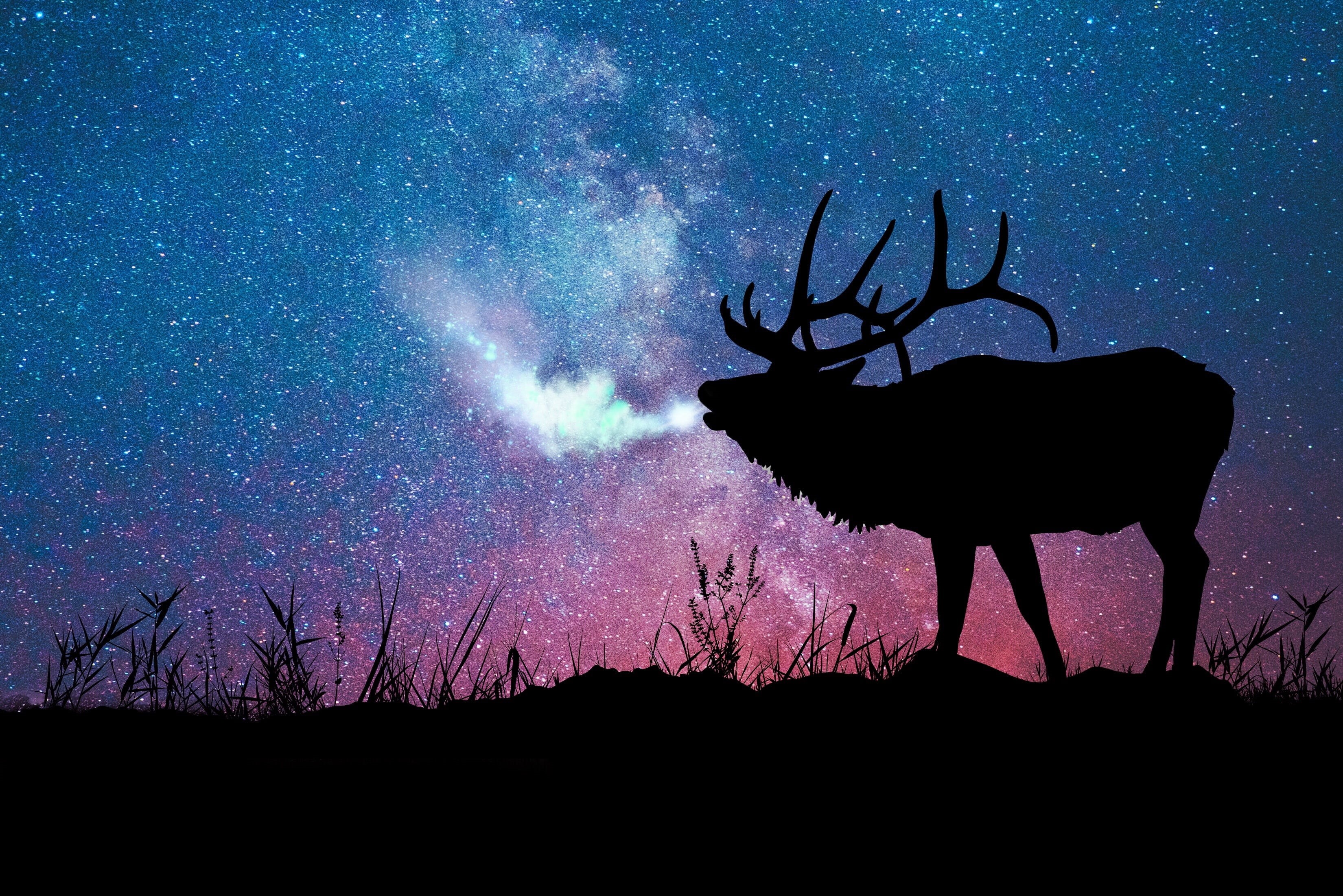 night, tree, sky, winter, animal wildlife, silhouette, snow, beauty in nature, standing, one animal, illustration, black Color, 2K, land, stars, forest, HD Wallpaper