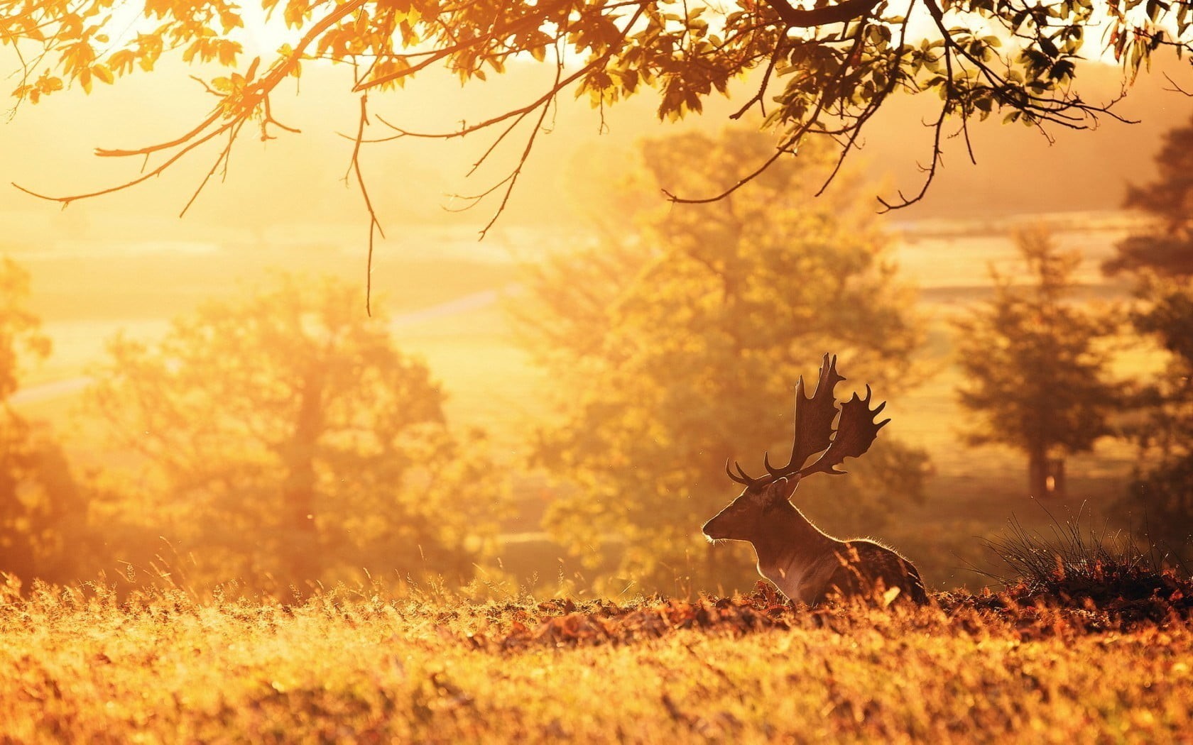 outdoors, moose, animals in the wild, sunset, nature, sun, sky, elk, vertebrate, land, animals, deer, no people, tree, one animal, landscape, 720P, animal, HD Wallpaper
