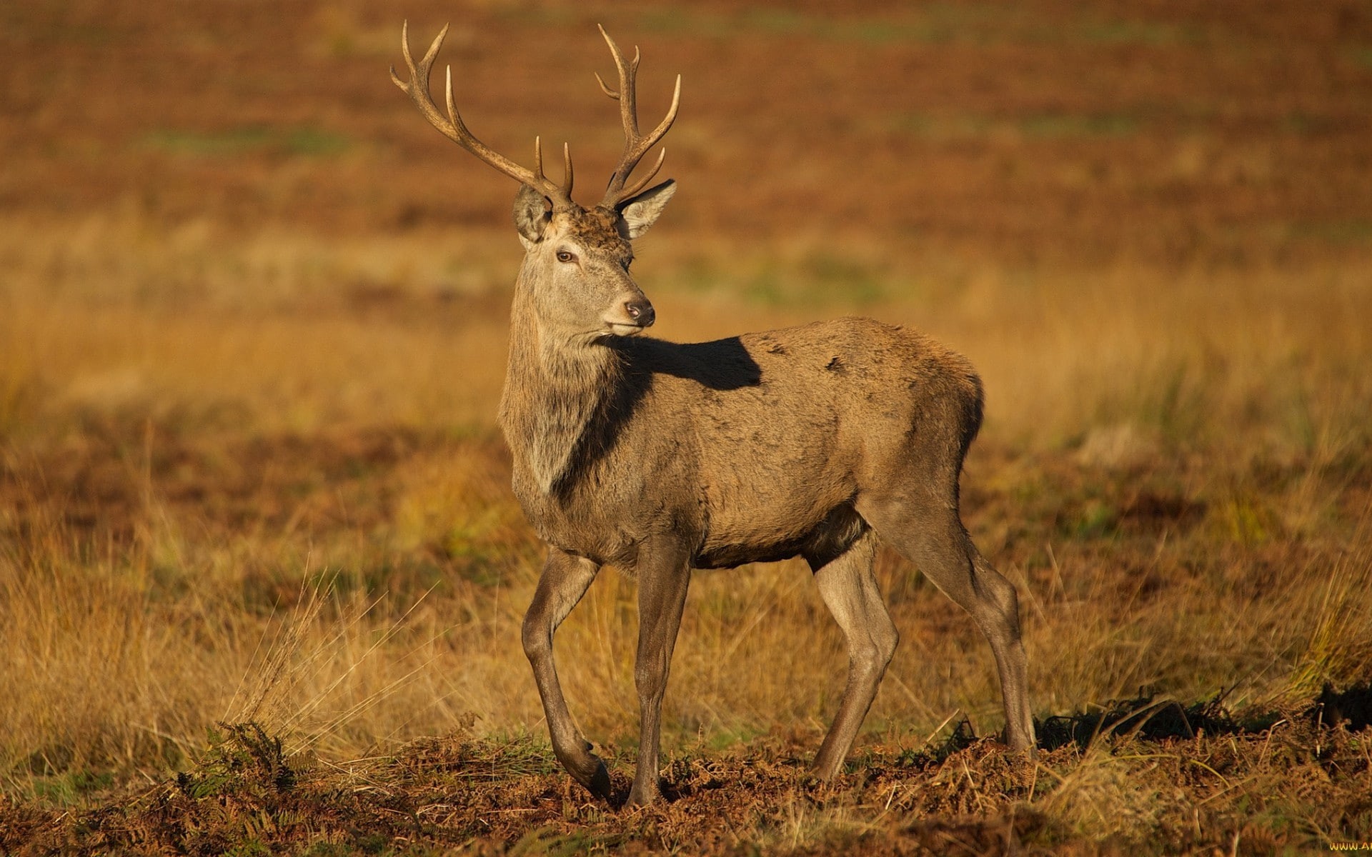 dry grass, fall, mammals, animals, deer, 1080P, wildlife, HD Wallpaper