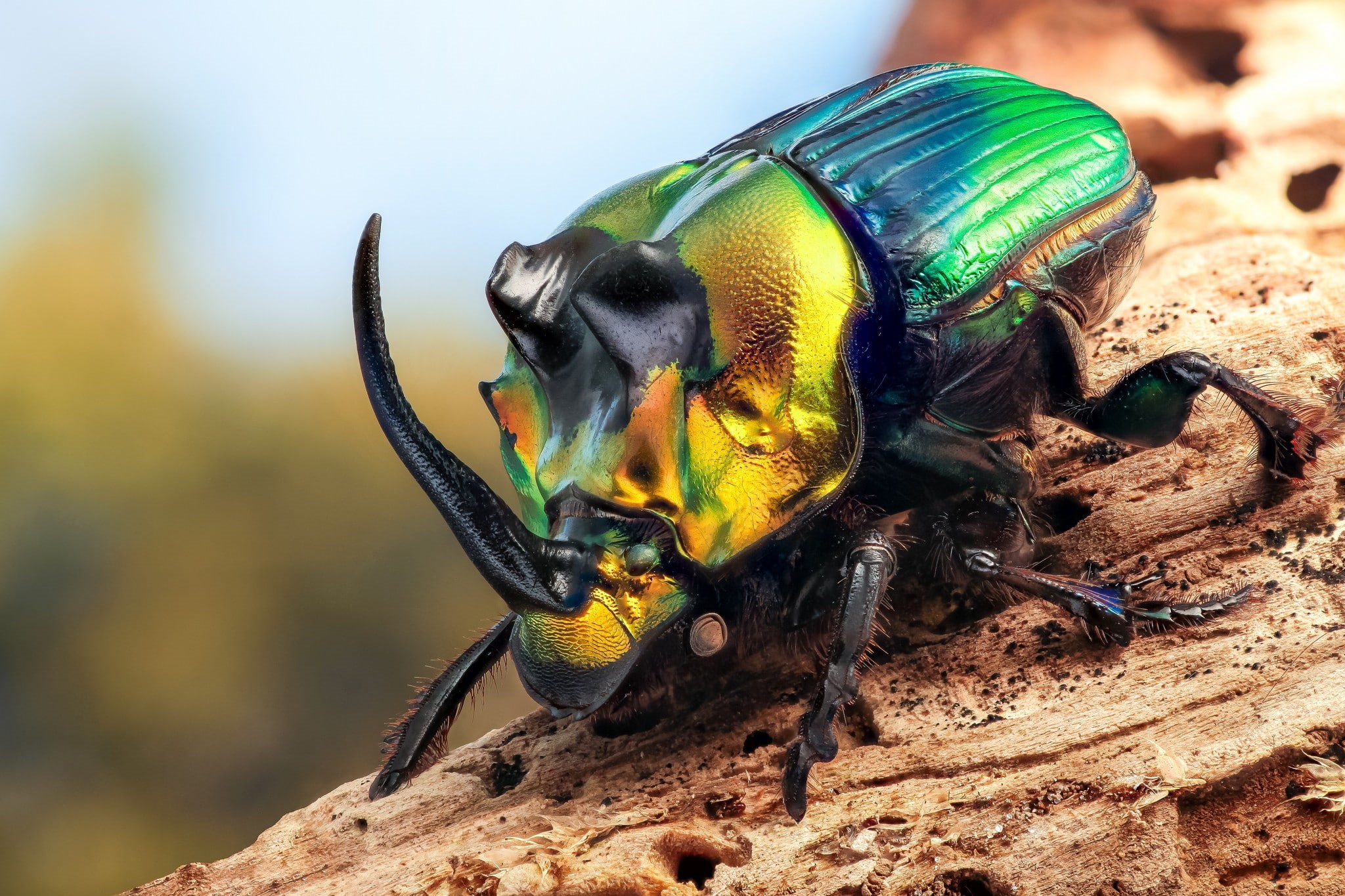 colorful, animals, macro, beetles, 1080P, insect, HD Wallpaper