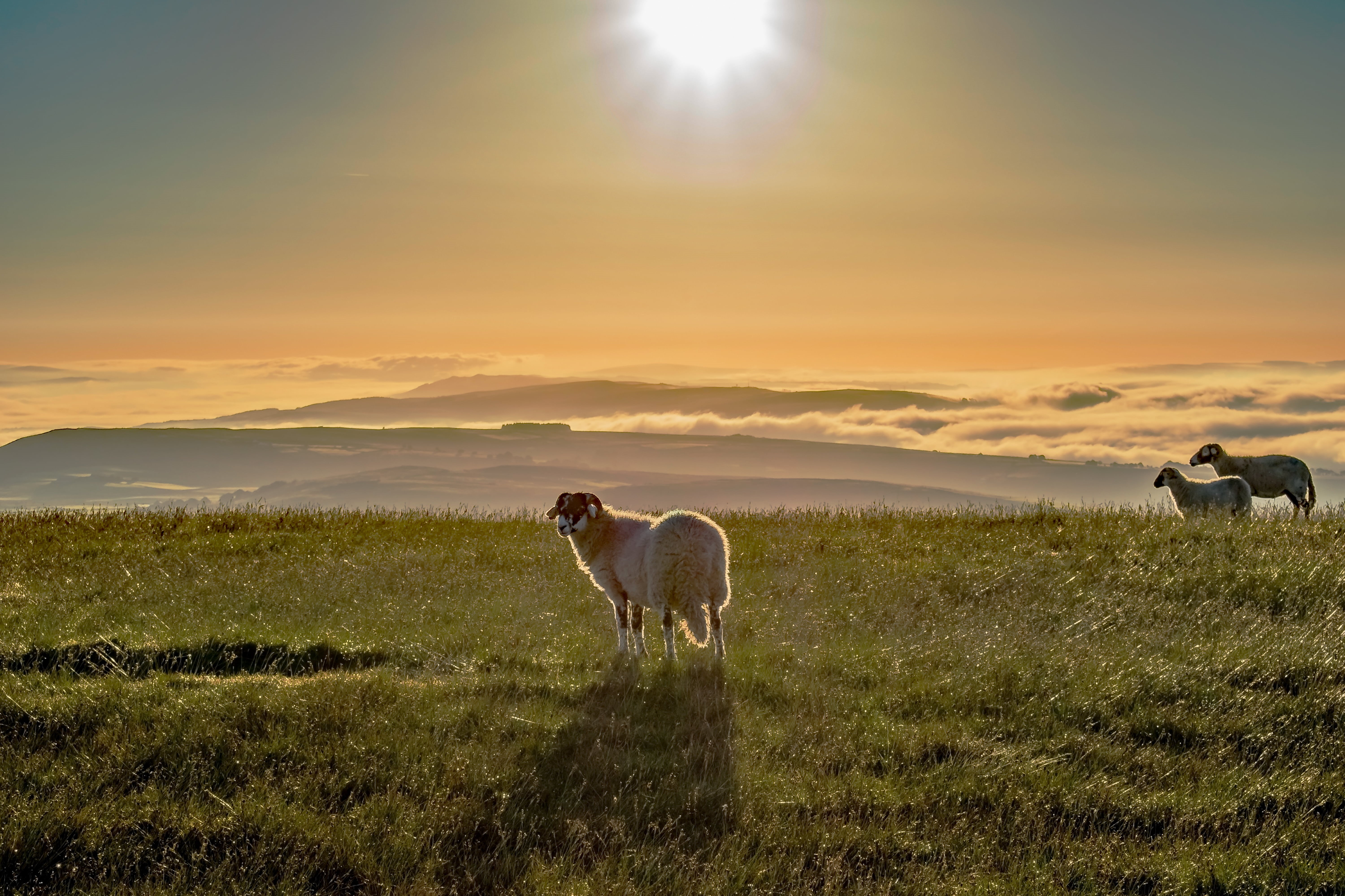 outdoors, grazing, pendle, green, white, mist, dawn, grass field, lens, mammal, animal, herd, Sheep, nature, nikkor, barley, rural Scene, pasture, green grass, HD Wallpaper