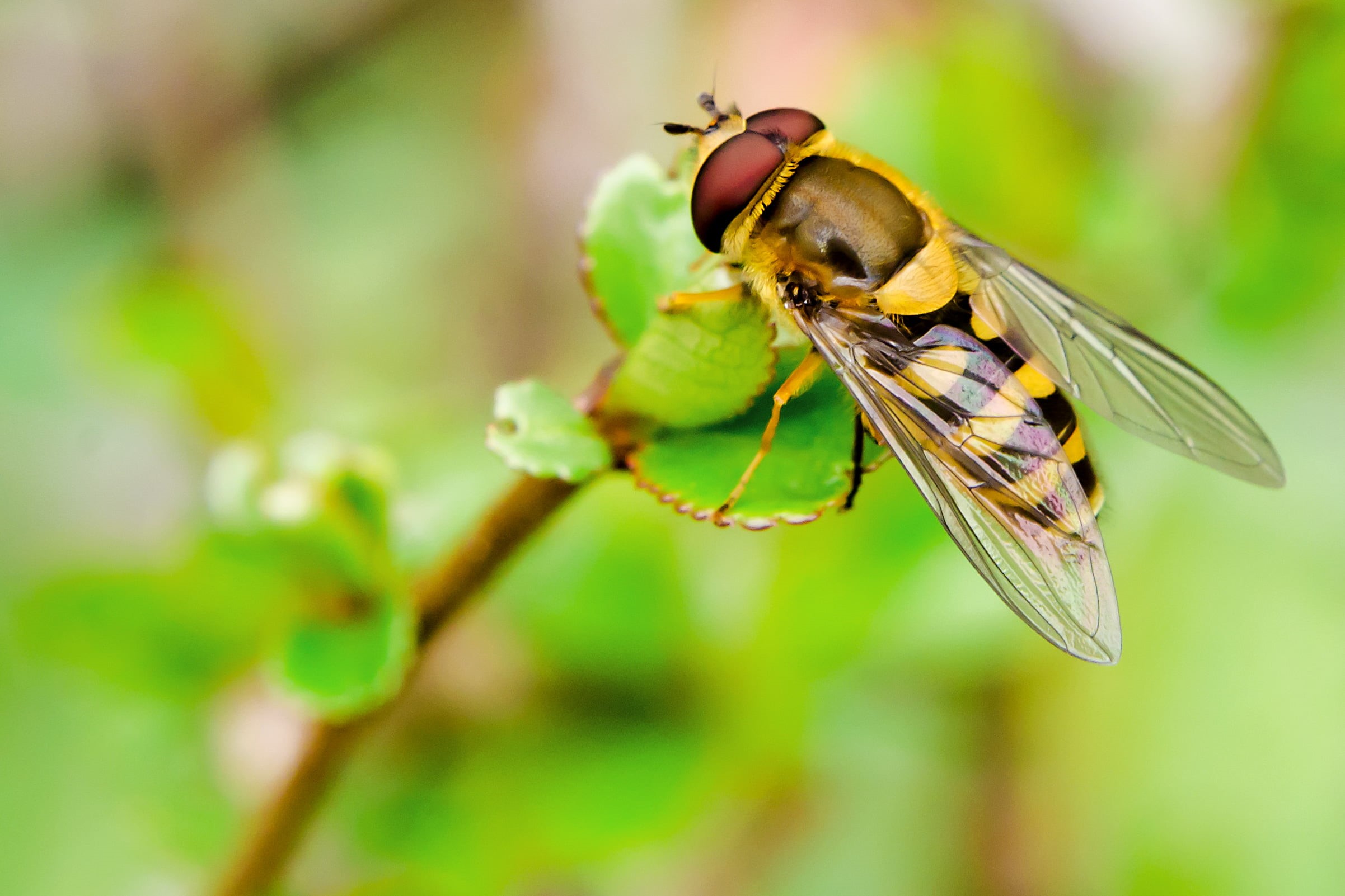 March, Yellow, animal Wing, Spring, Nikon AF, NIKKOR, wildlife, Flowering Quince, close-up, green, Tree, 8G, Flower Fly, Hoverfly, Bug, black, Animal, f / 1, HD Wallpaper
