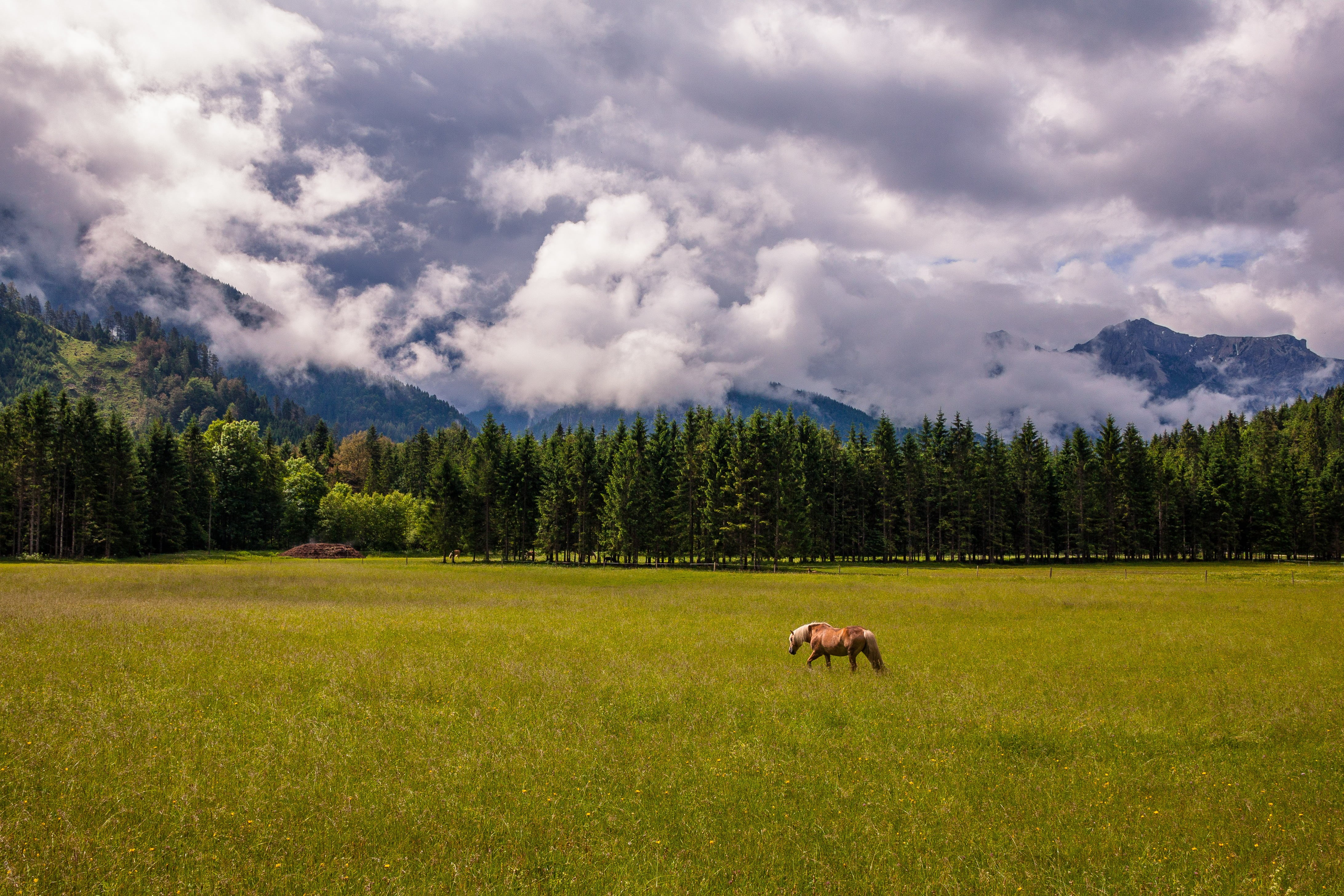 Wood, Mountains, meadow, sky, green, rainy day, pasture, outdoors, grazing, beauty In Nature, Horse, field, forest, grass, Nebel, tree, Forest  Meadow, HD Wallpaper