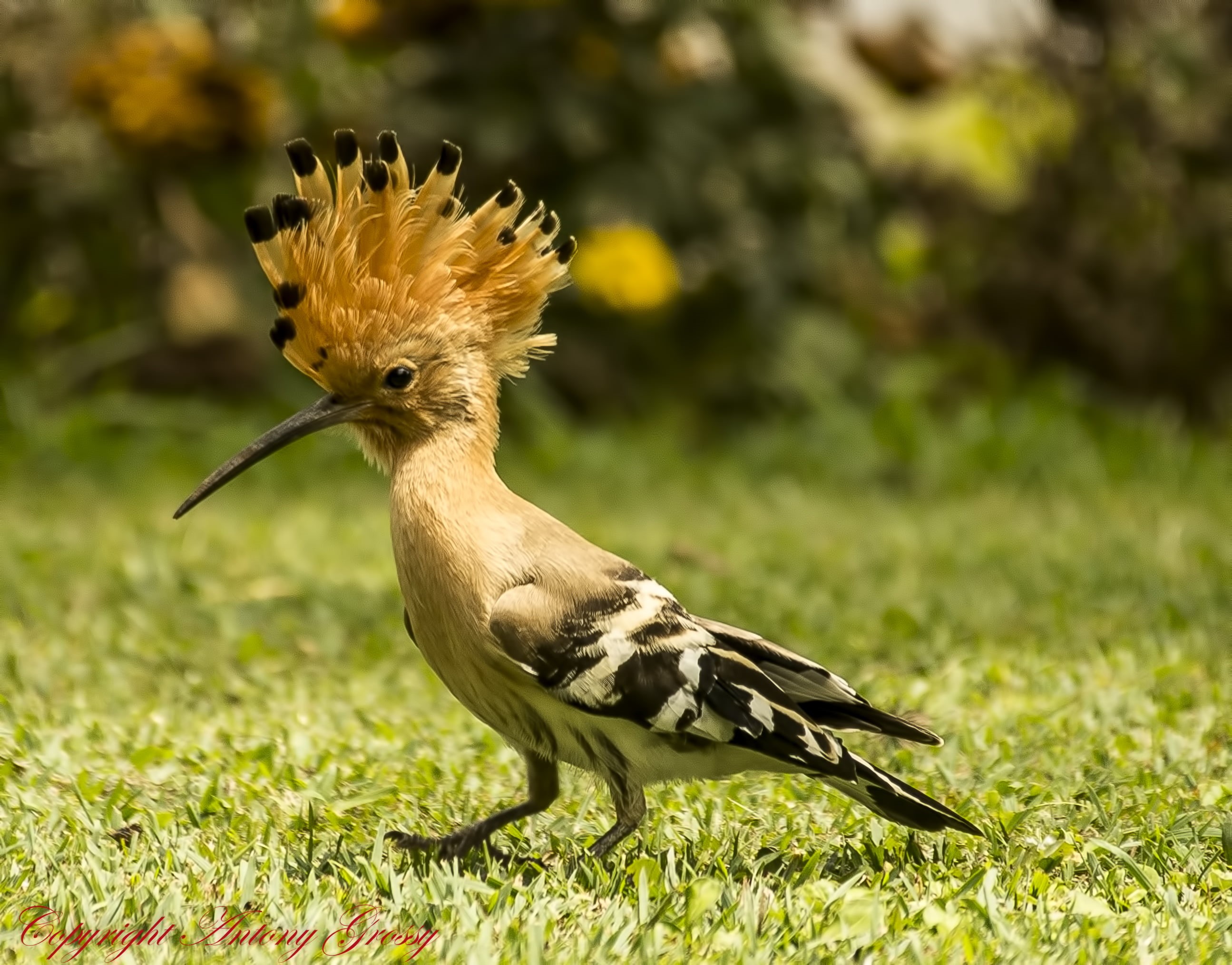 Wellington, Western  Ghats, Spotted, colourful, wildlife, wild  life, Fawn, feathers, and yellow, daytime, 2K, Hoopoe, black, black, Nilgiris, Ooty, yellow, HD Wallpaper