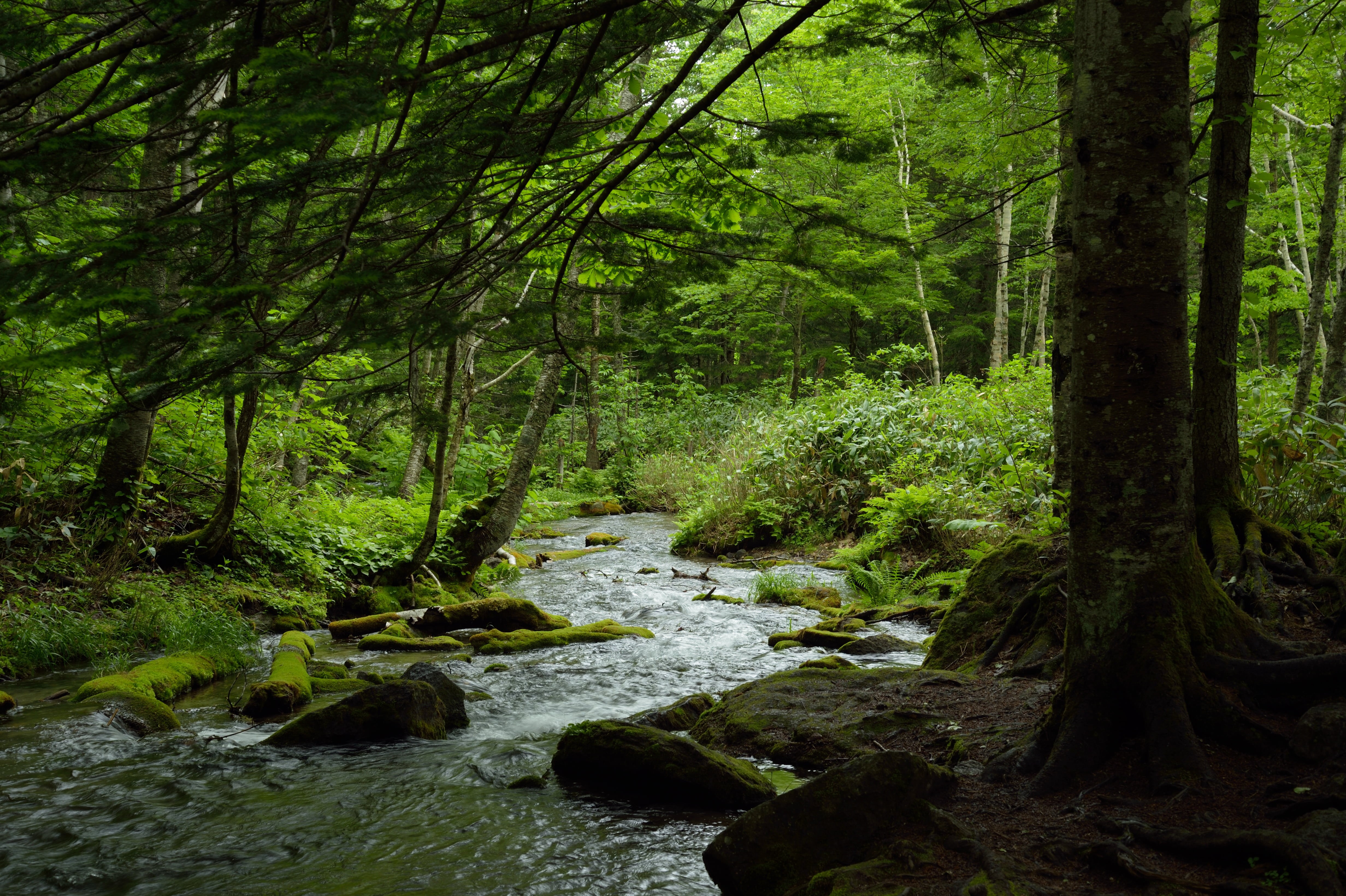 moss, tree, green Color, beauty In Nature, scenics, water, JP, Fudo, daytime, woodland, photography, 日本, 4.5G, waterfall, f/3.5, AF, NIKKOR, 緑, running, HD Wallpaper