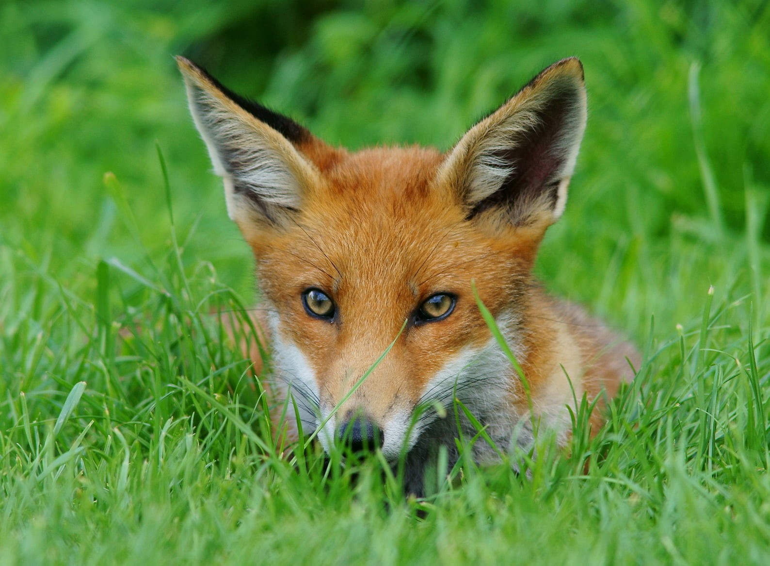 red, 720P, lying, Newchapel  Surrey, daytime, mammal, fox, animal, Trimming, green grass, Cub, British  Wildlife  Centre, carnivore, grass, canine, wildlife, HD Wallpaper