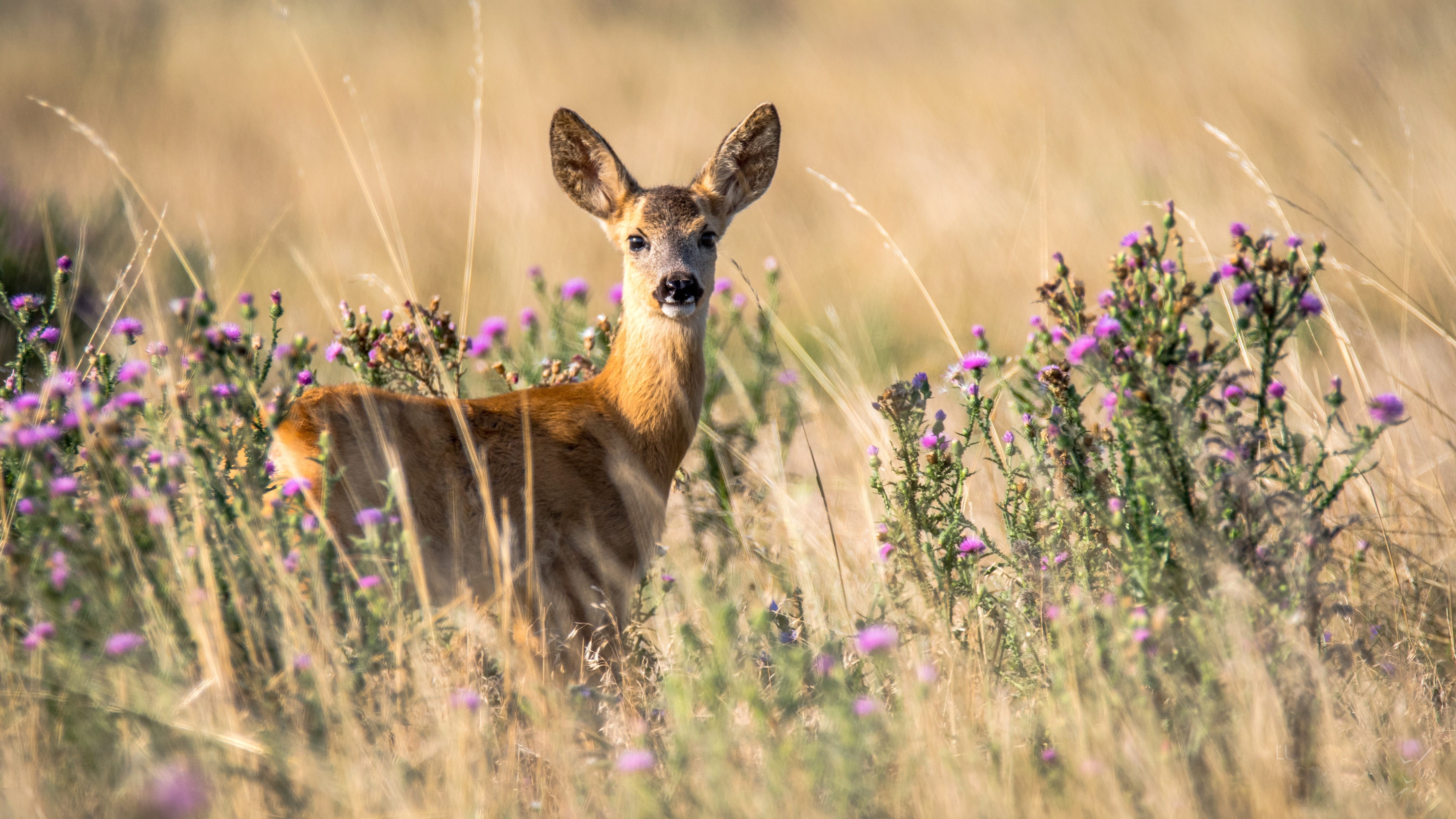 wildlife, daytime, outdoors, cute, one animal, alertness, nature, purple, selective focus, animals, cub, flowering plant, summer, looking at camera, animals in the wild, HD Wallpaper