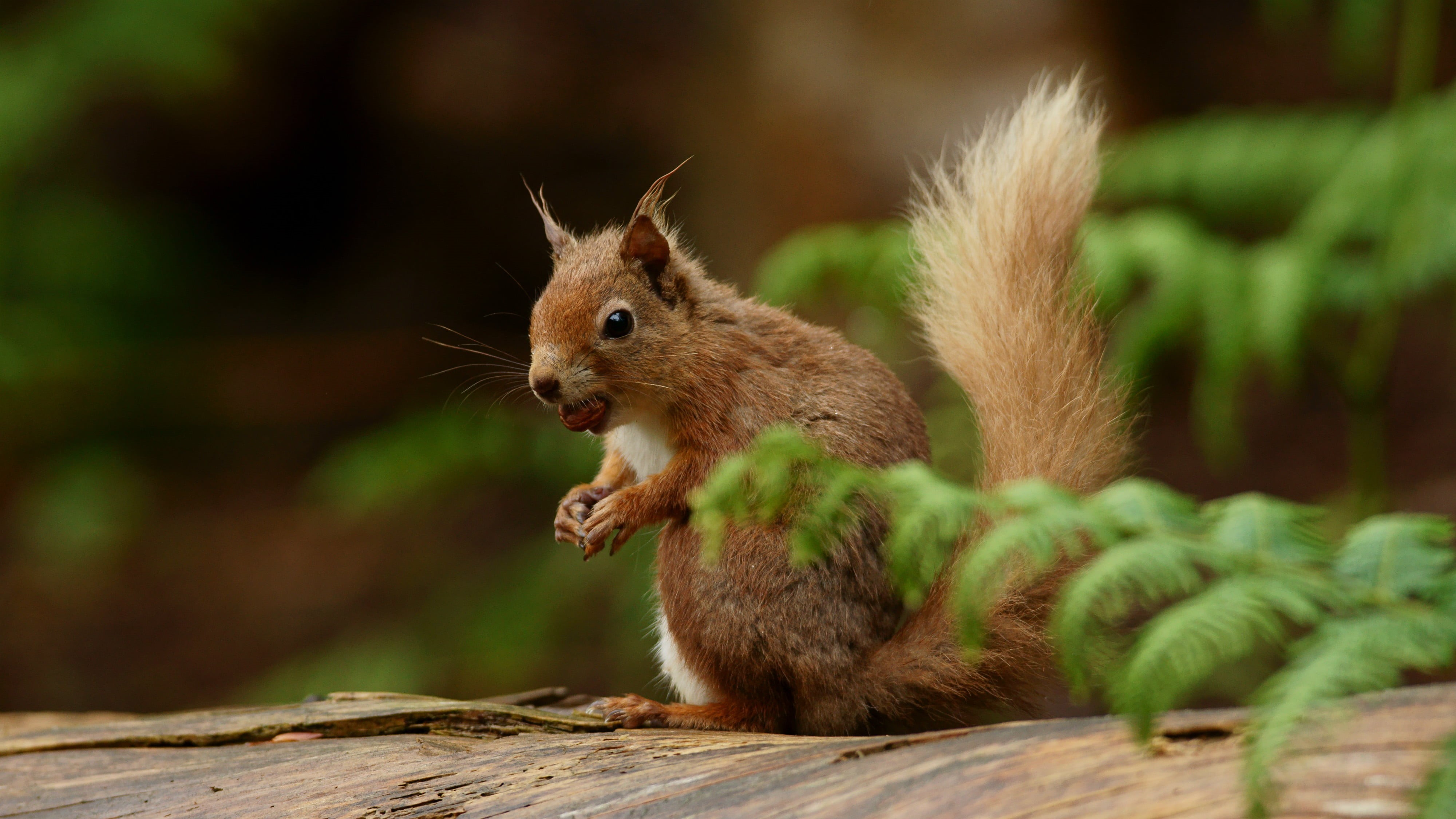 squirrel, eating, animal, tree, fluffy, rodent, nature, forest, brown, 4K, outdoors, wildlife, trunk, mammal, small, cute, animals In The Wild, HD Wallpaper
