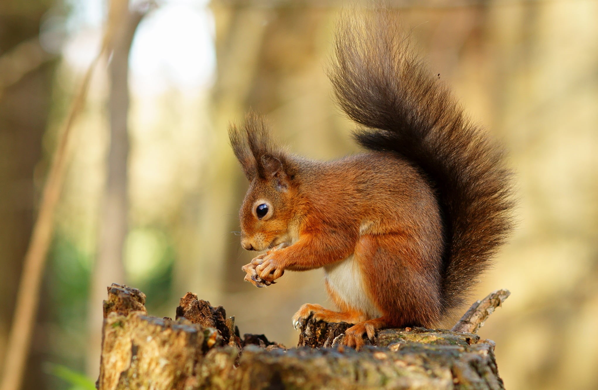 Alverstone  Mead, cute, Wight, Sciurus  vulgaris, Isle, nature, brown, Time, wildlife, autumn, rodent, black squirrel, trunk, animal, Red  Squirrel, black, HD Wallpaper