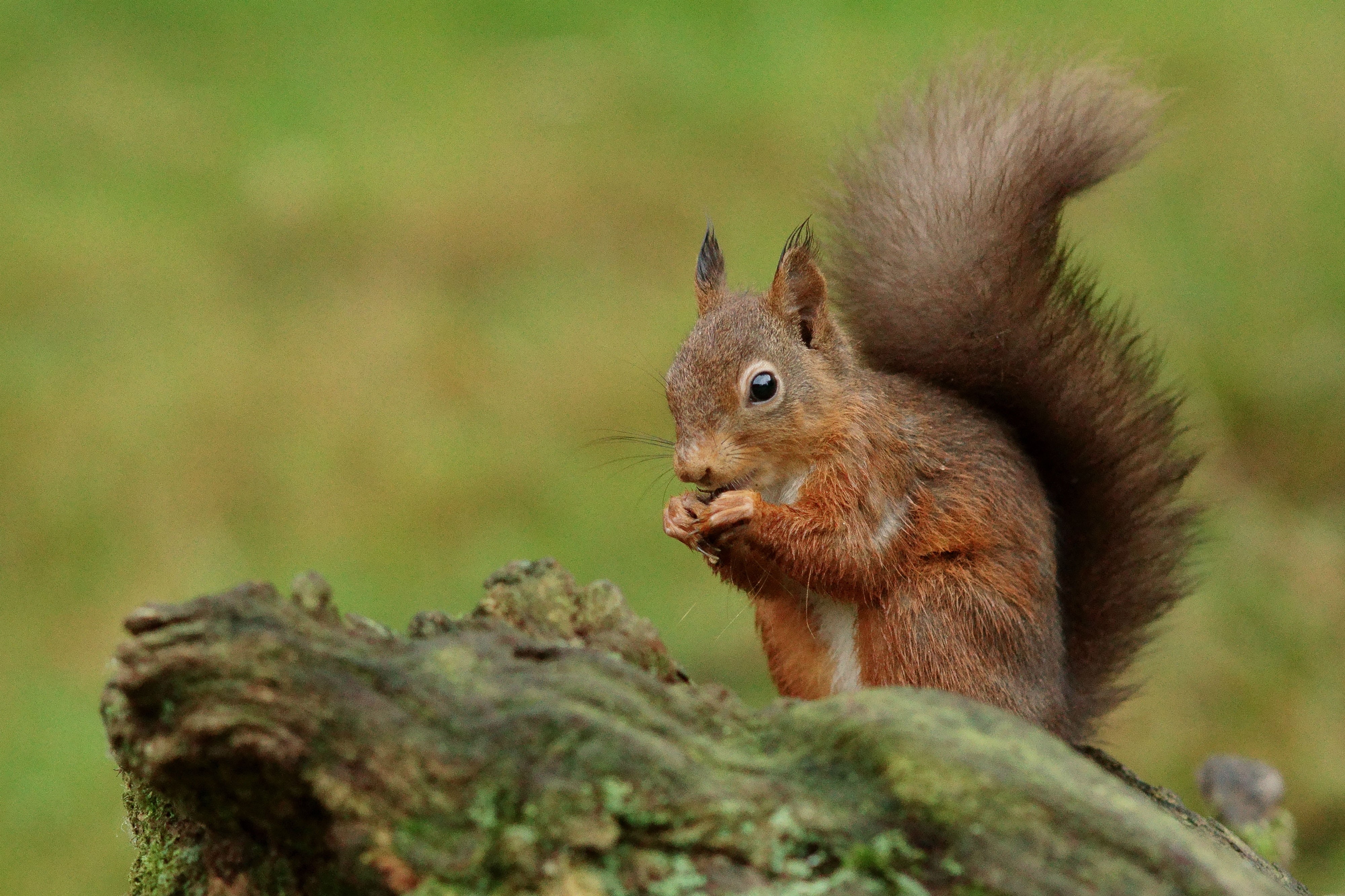 animals In The Wild, 4K, brown, forest, trunk, fluffy, wooden, nature, animal, mammal, wildlife, tree, outdoors, squirrel, fur, cute, rodent, HD Wallpaper