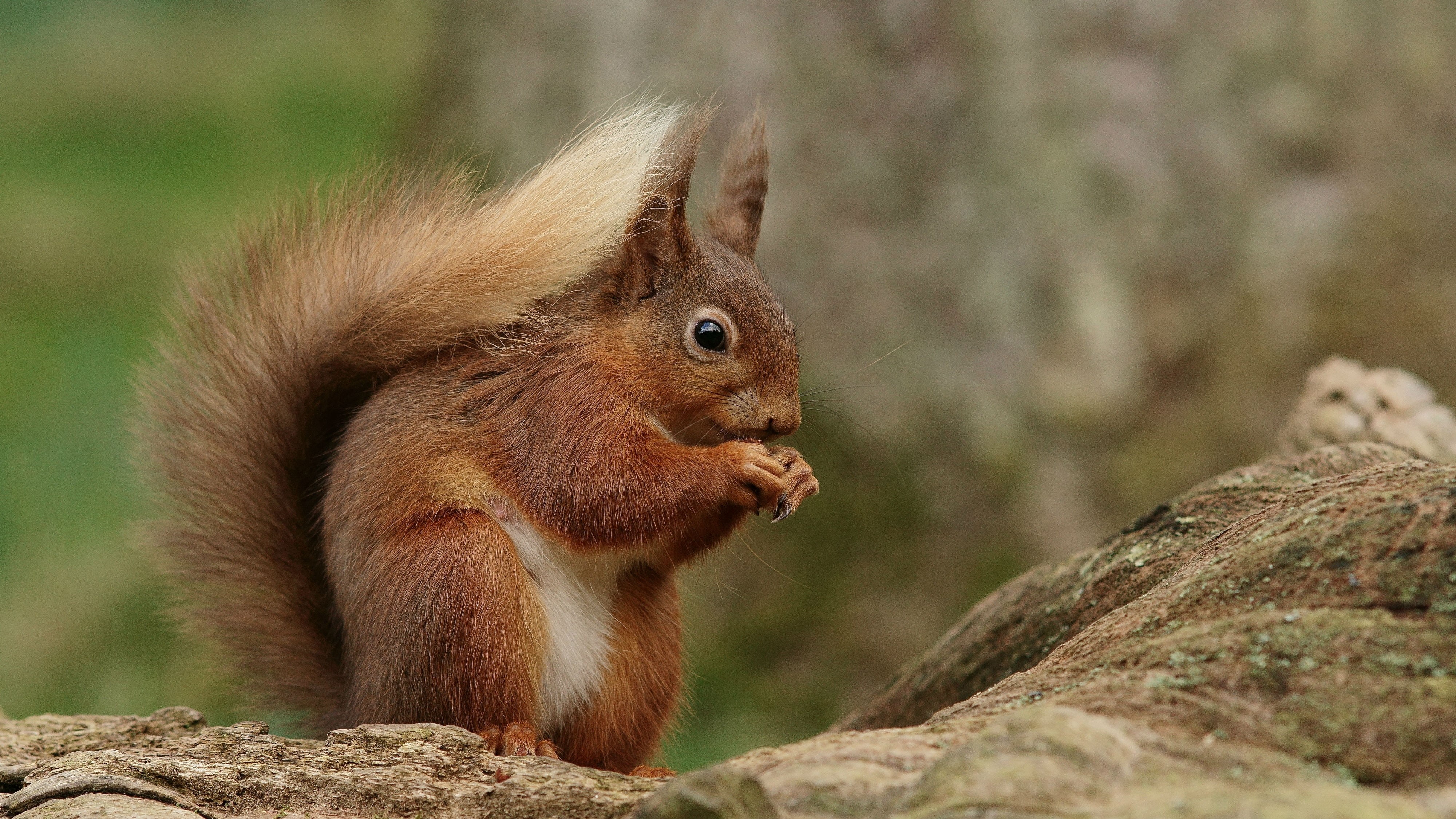 outdoors, trunk, mammal, cute, animal, standing, squirrel, 4K, rodent, brown, forest, tree, eating, nature, wildlife, HD Wallpaper