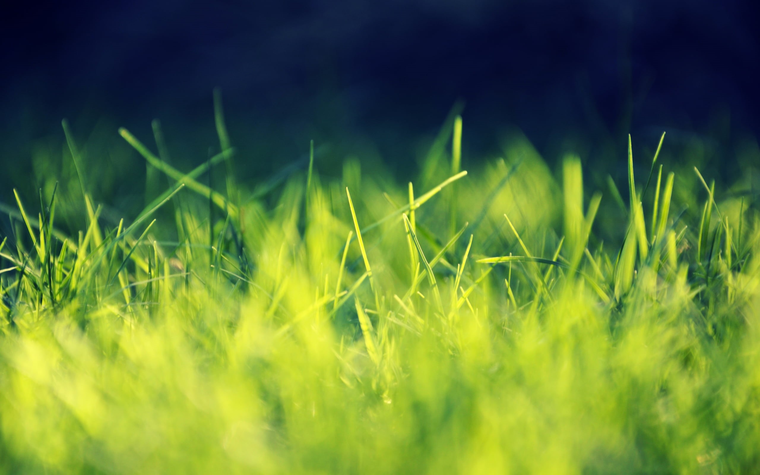 meadow, field, outdoors, plants, season, land, nature, close, growth, abstract, no People, landscape, selective focus, beauty In Nature, lawn, close-up, HD Wallpaper