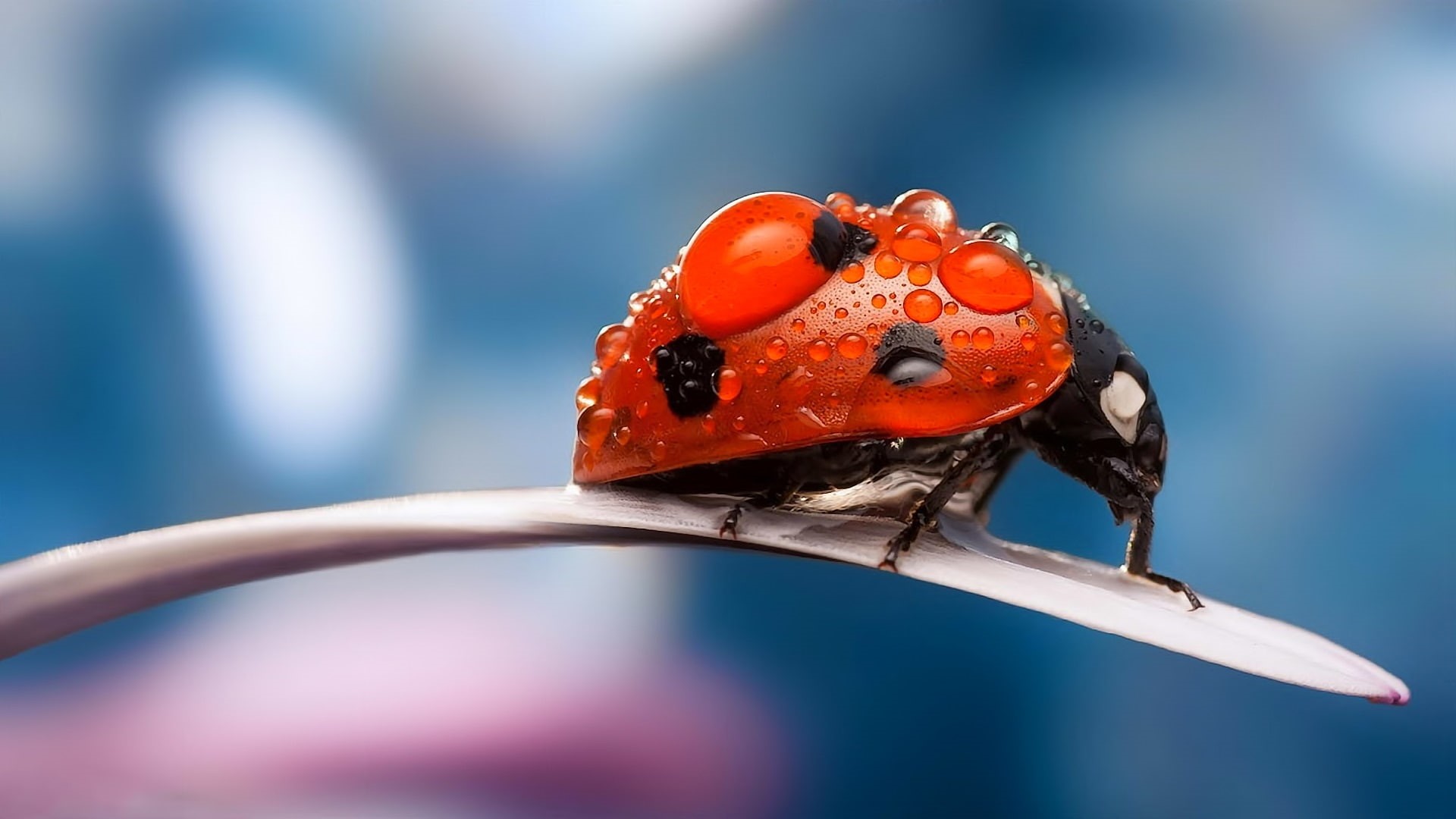 Macro, 1080P, Ladybug, Drops, Dew, Insects, HD Wallpaper
