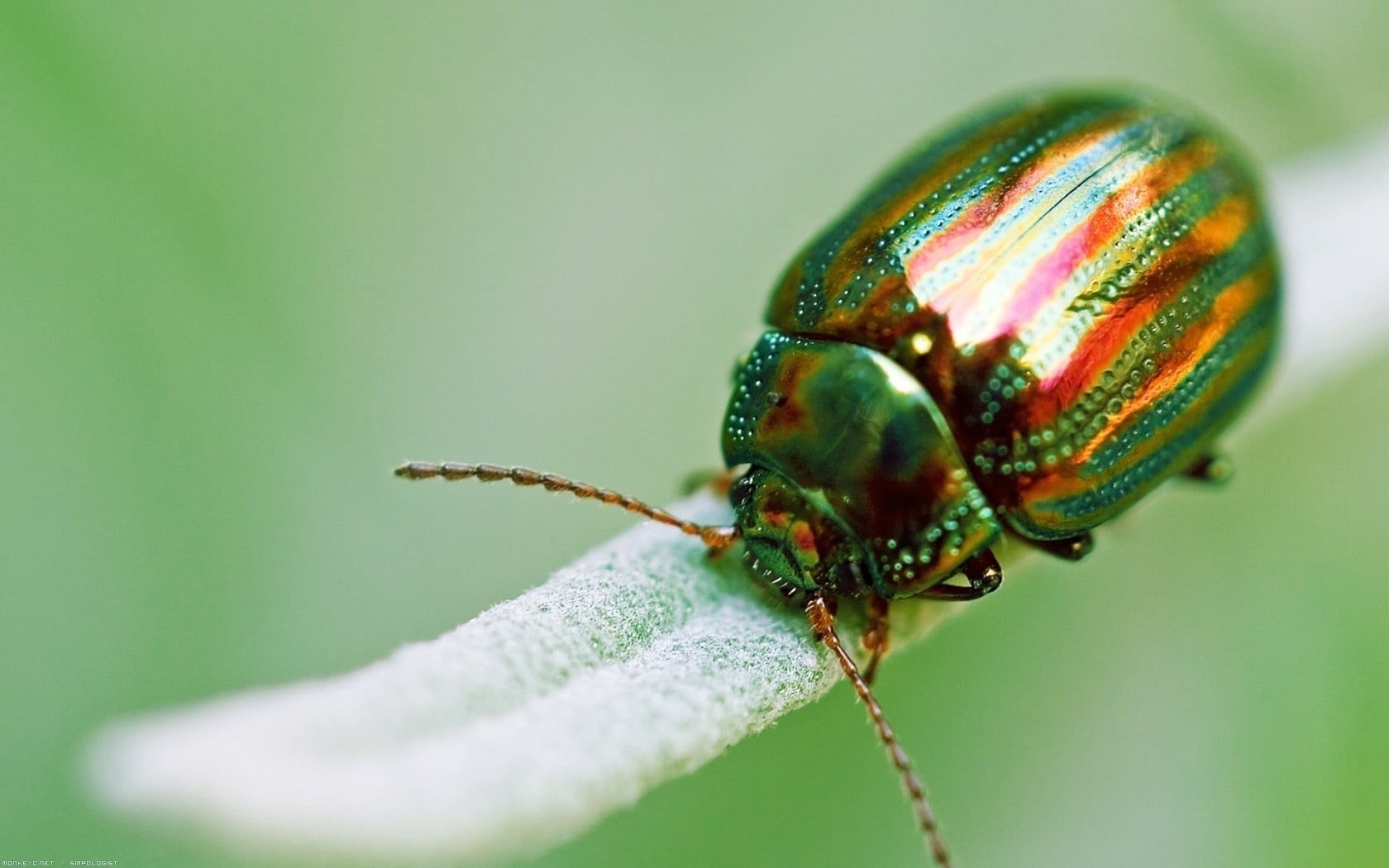 wildlife, selective, golden, metallic, nature, no people, flower, ladybug, photography, invertebrate, small, animal themes, leaf, summer, animal body part, HD Wallpaper