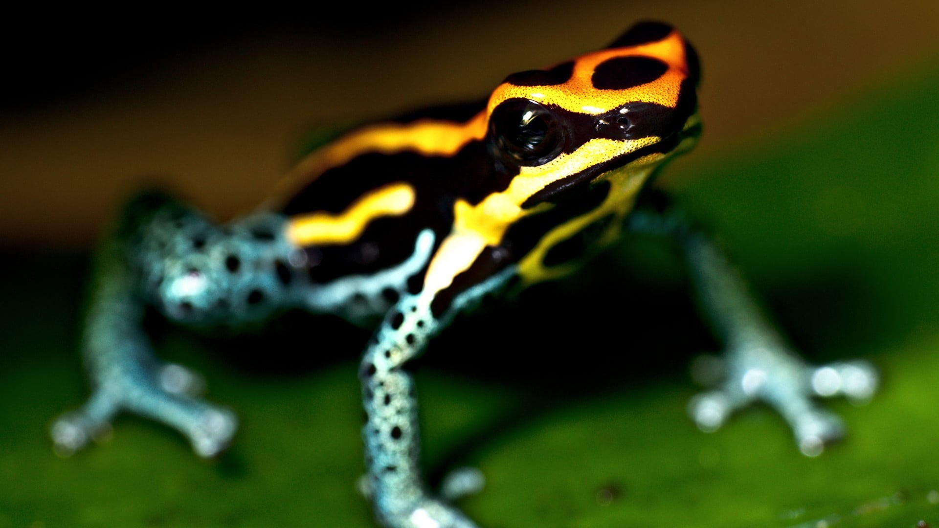 frog, green Color, animal wildlife, forest, rainforest, outdoors, studio shot, depth of field, animal themes, 1080P, spotted, animals In The Wild, black, HD Wallpaper