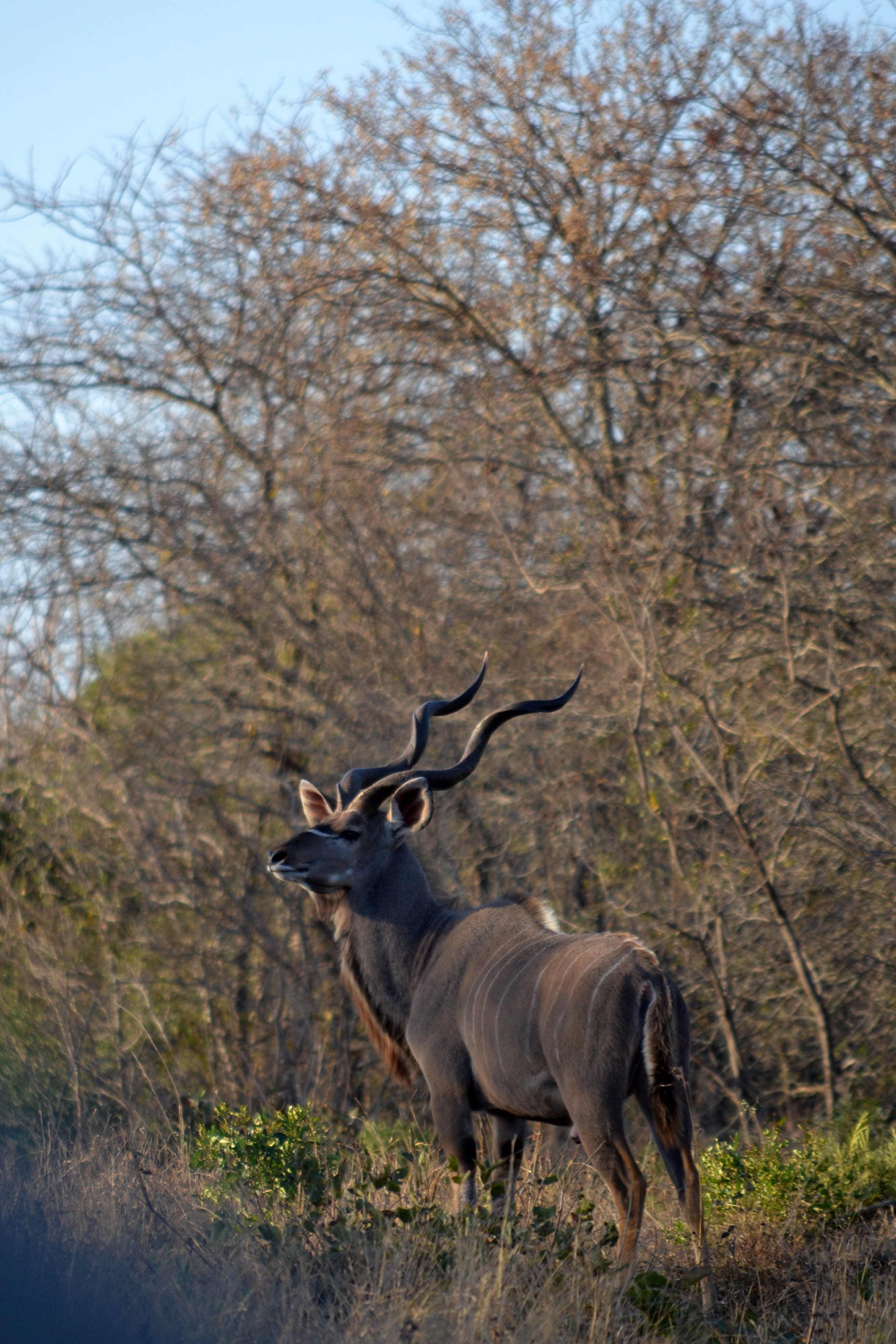 day, kudu, kapama, animal, animal wildlife, animal themes, lowveld, one animal, deer, herbivorous, forest, outdoors, safari, wildlife, antelope, mammal, Phone HD Wallpaper