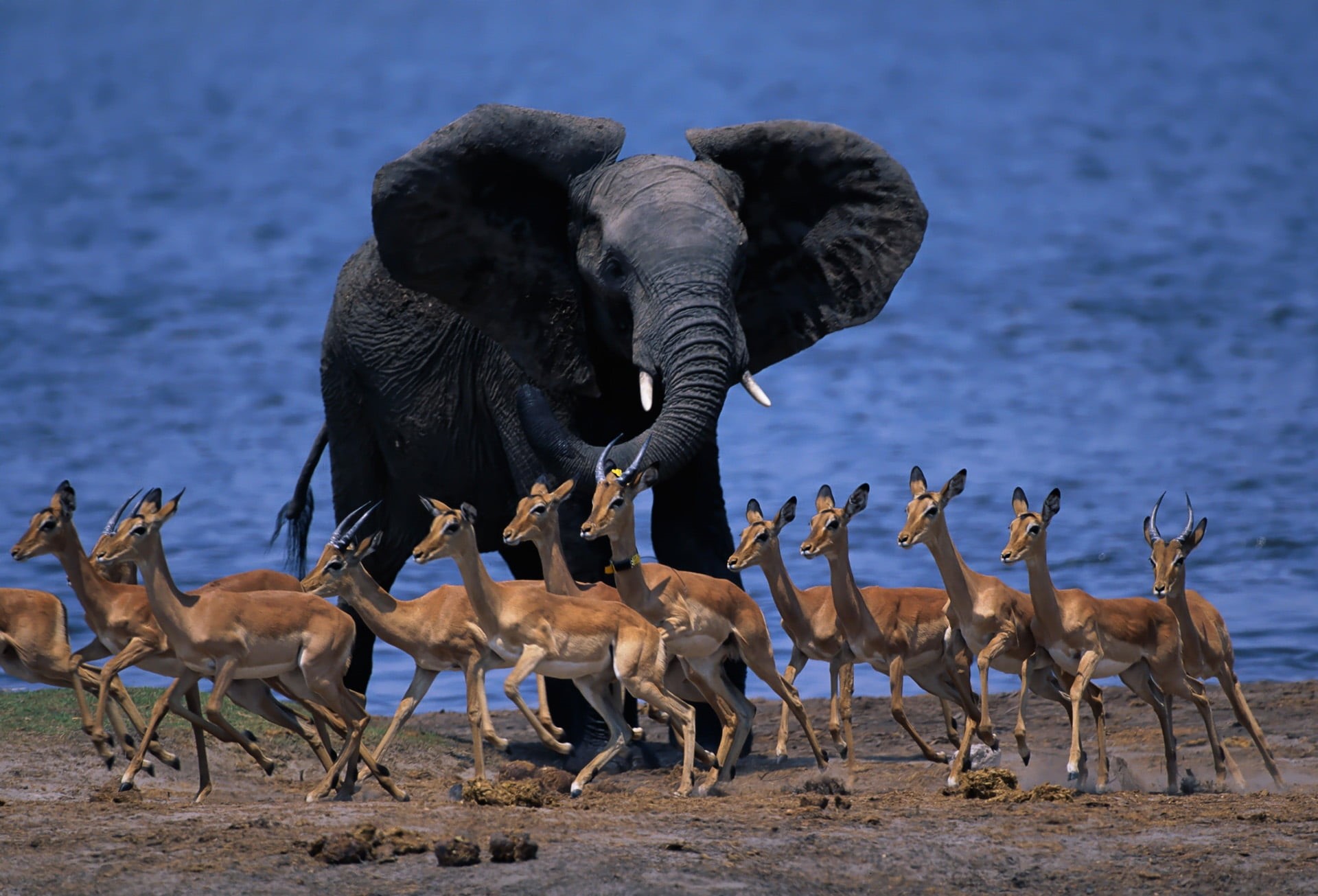 run, endangered Species, water, large group of animals, etosha National Park, field, elephant, wildlife africa, tusk, animal themes, mammal, group Of Animals, HD Wallpaper