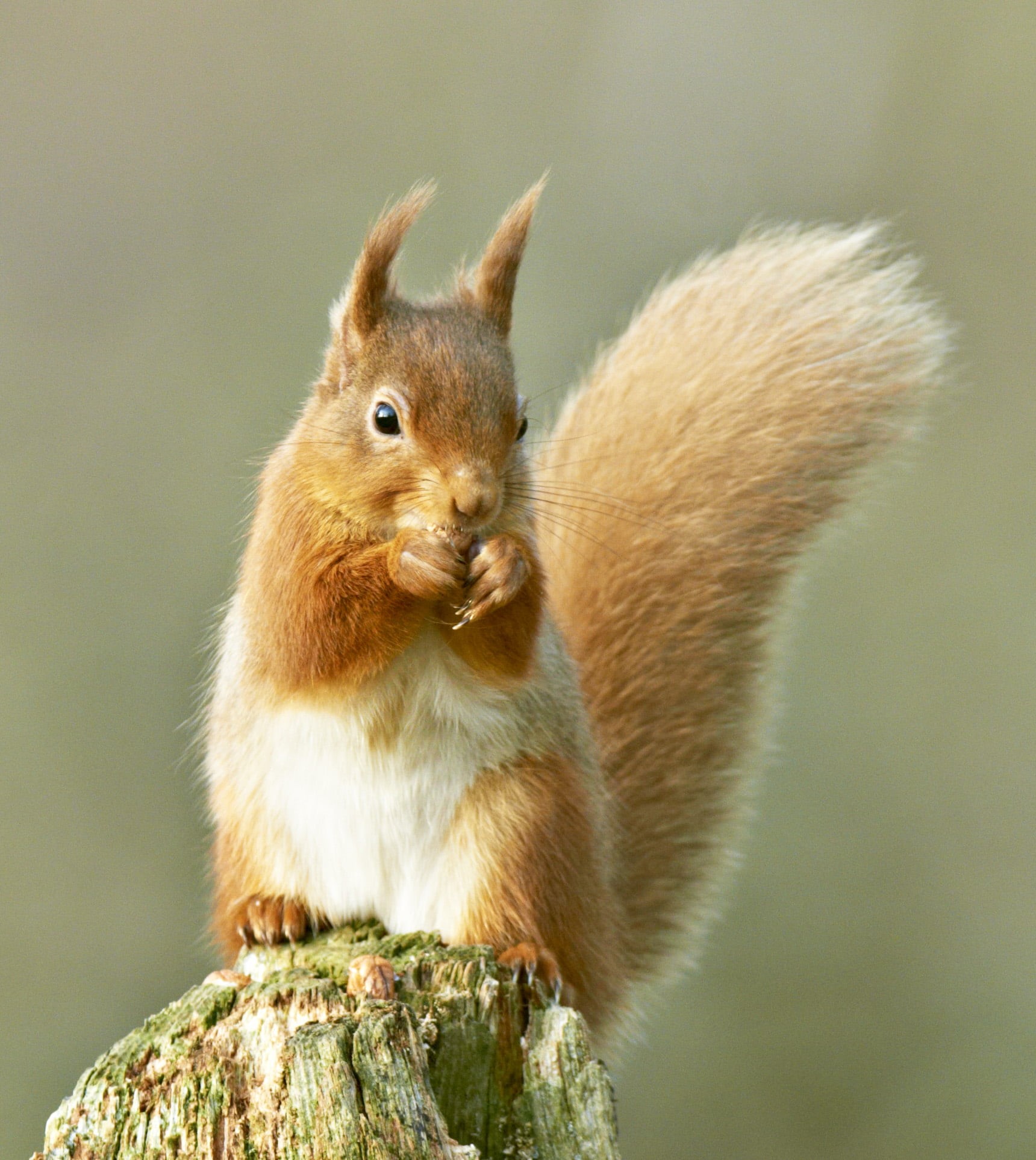 aire libre, splendid, plant  kingdom, W Jones, botanical, squirrel, W  Jones, living creatures, relaxing, Peter Jones, Planet Earth, vegetable, G  W, british  isles, Phone HD Wallpaper