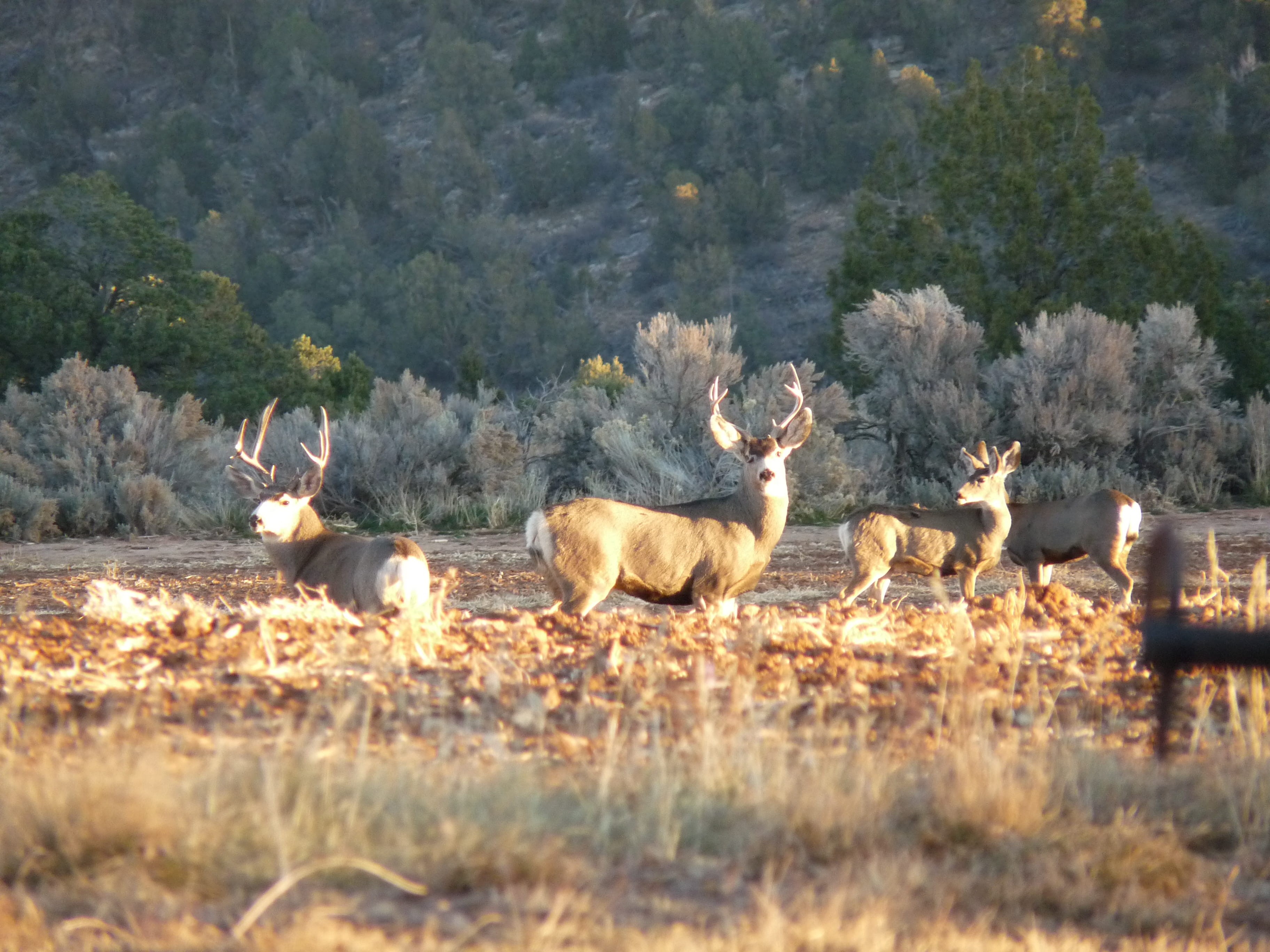 2K, outdoor, animal wildlife, white tail, nature, plant, herd, no people, field, united states, whitetail, stag, hunting, day, tree, animal themes, domestic animals, HD Wallpaper