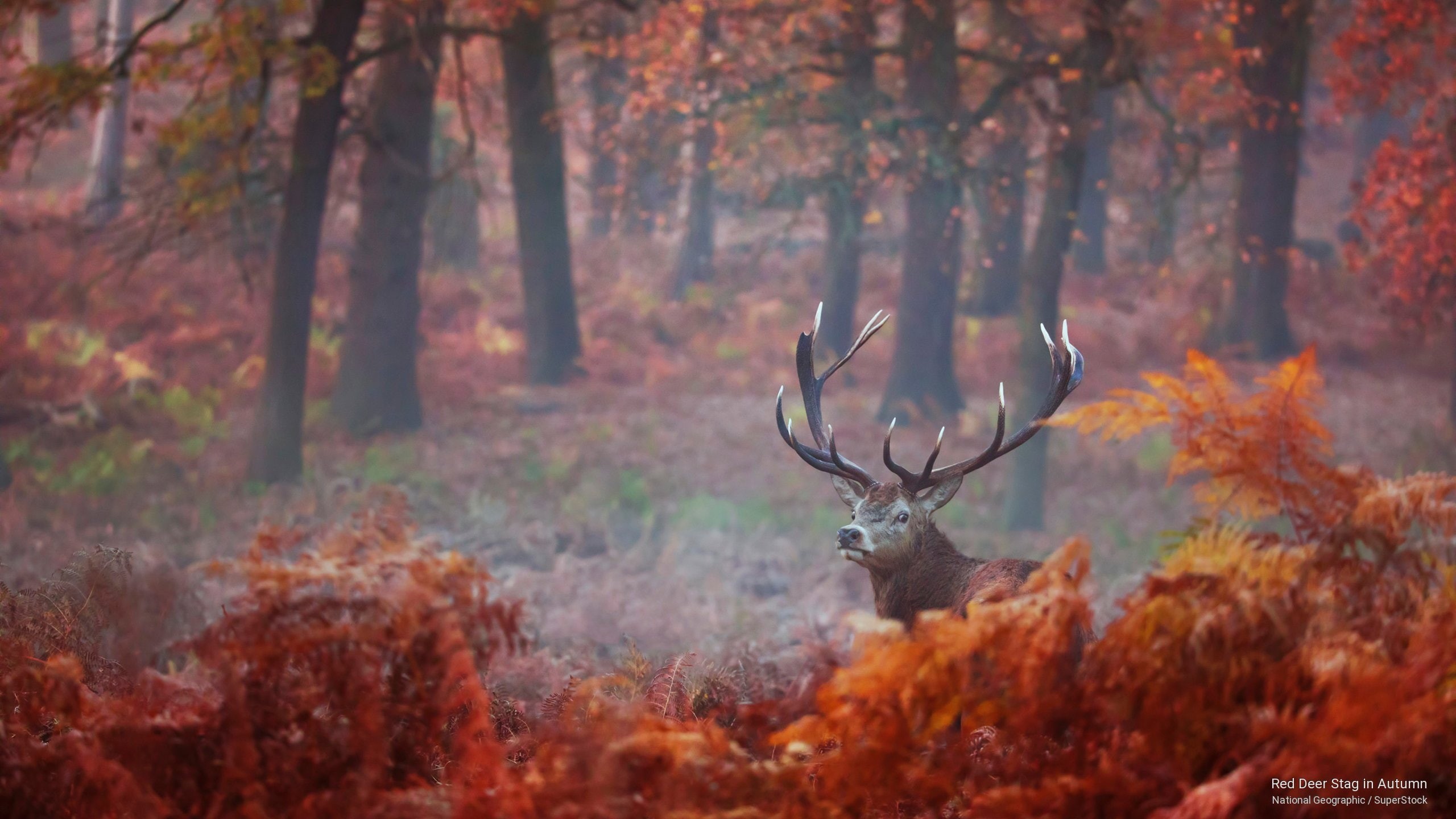 2K, stag, Fall, red, autumn, deer, HD Wallpaper