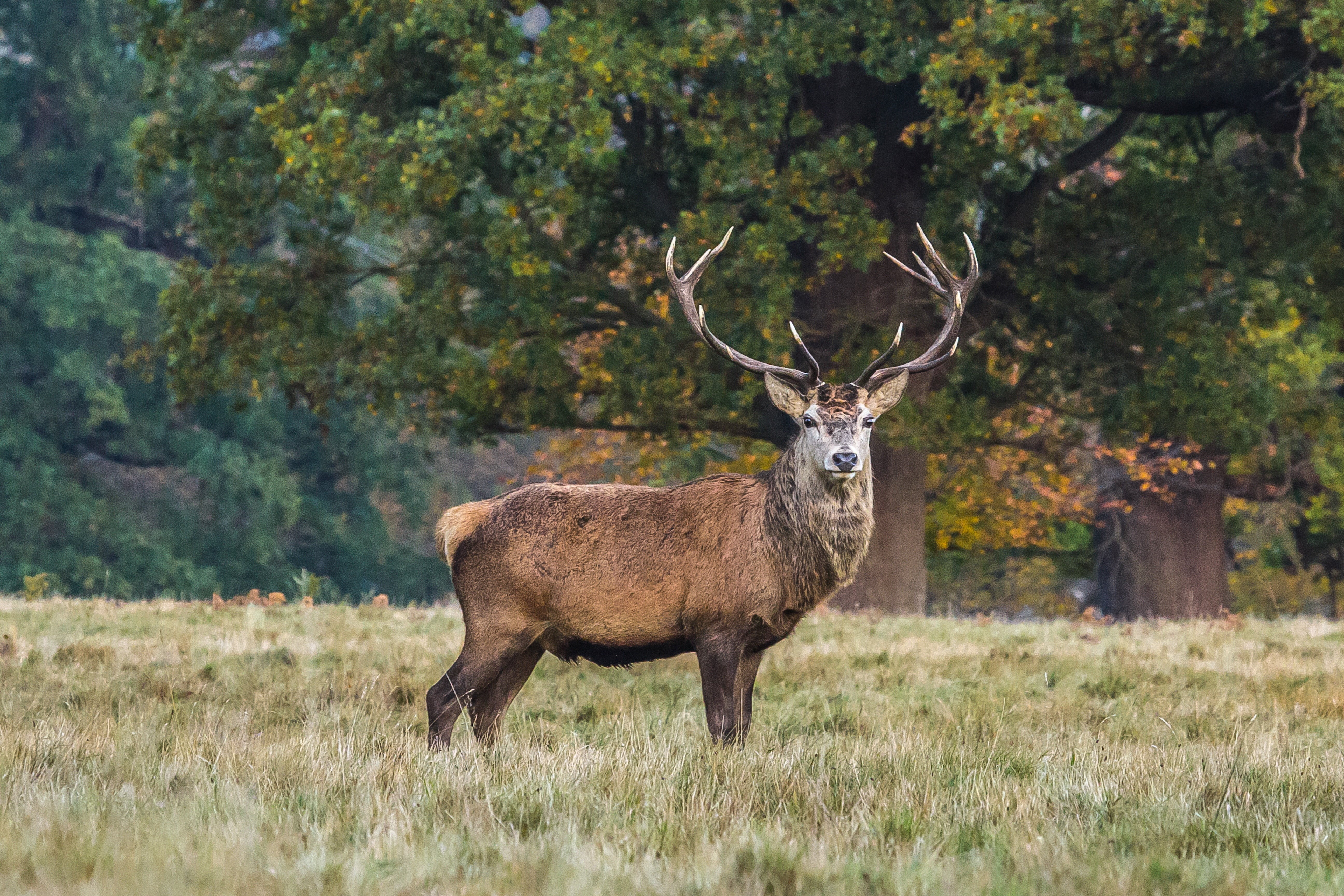 stag, brown, field, tree, deer, mammal, reindeer, woodland, wilderness Area, one animal, doe, day, outdoors, wildlife, grazing, stand, hoofed Mammal, national Park, HD Wallpaper