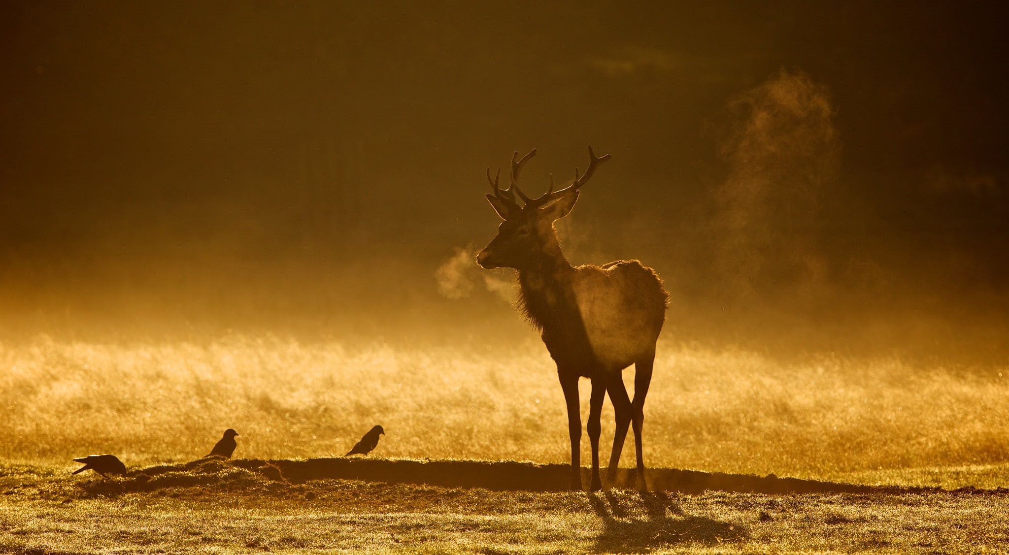 young, Red, stag, Nature, 1080P, HD Wallpaper