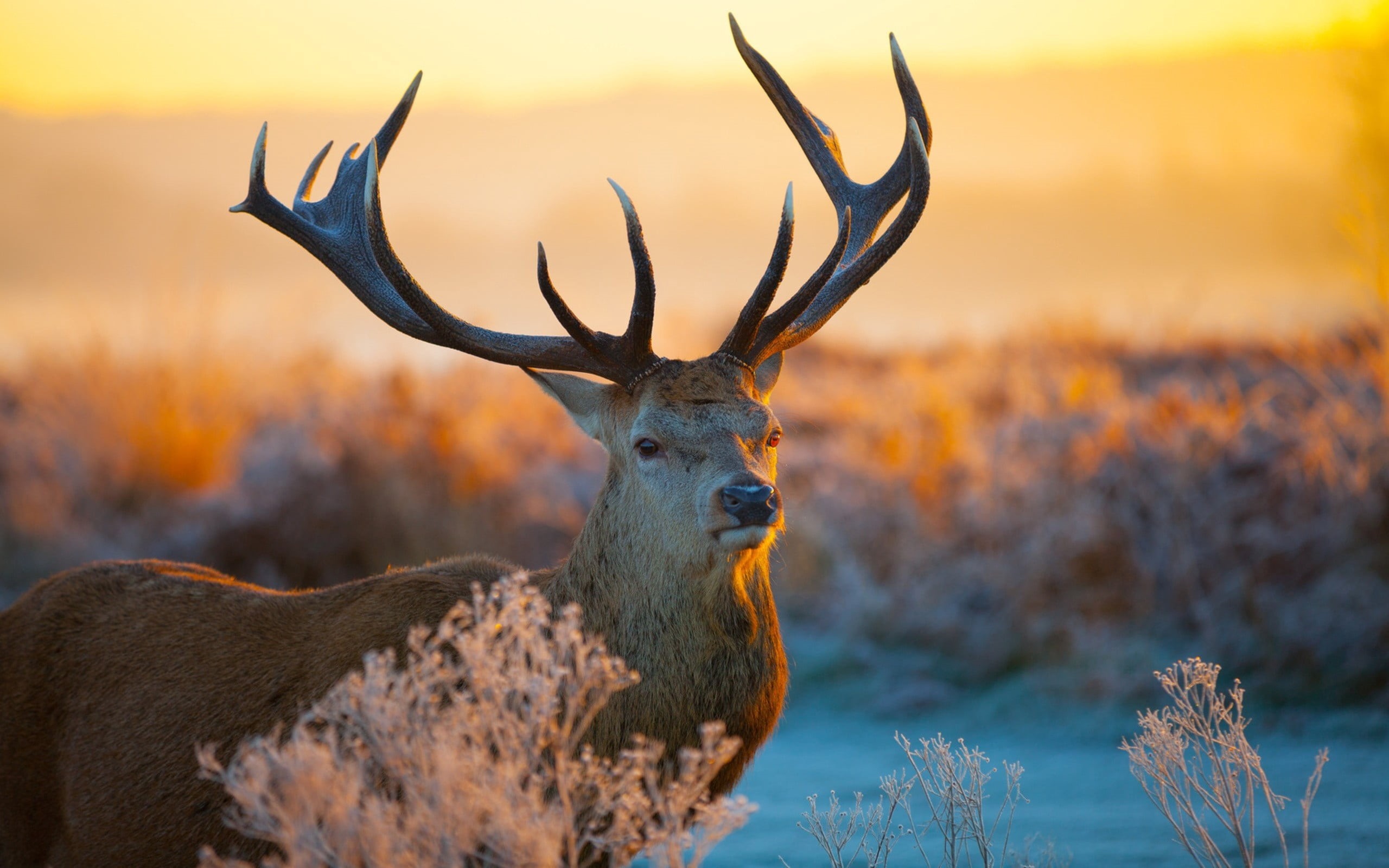autumn, snow, sunlight, animal, land, horned, snout, mammal, horns, tree, sunset, animal themes, safari Animals, branches, stag, 2K, plant, animal wildlife, HD Wallpaper