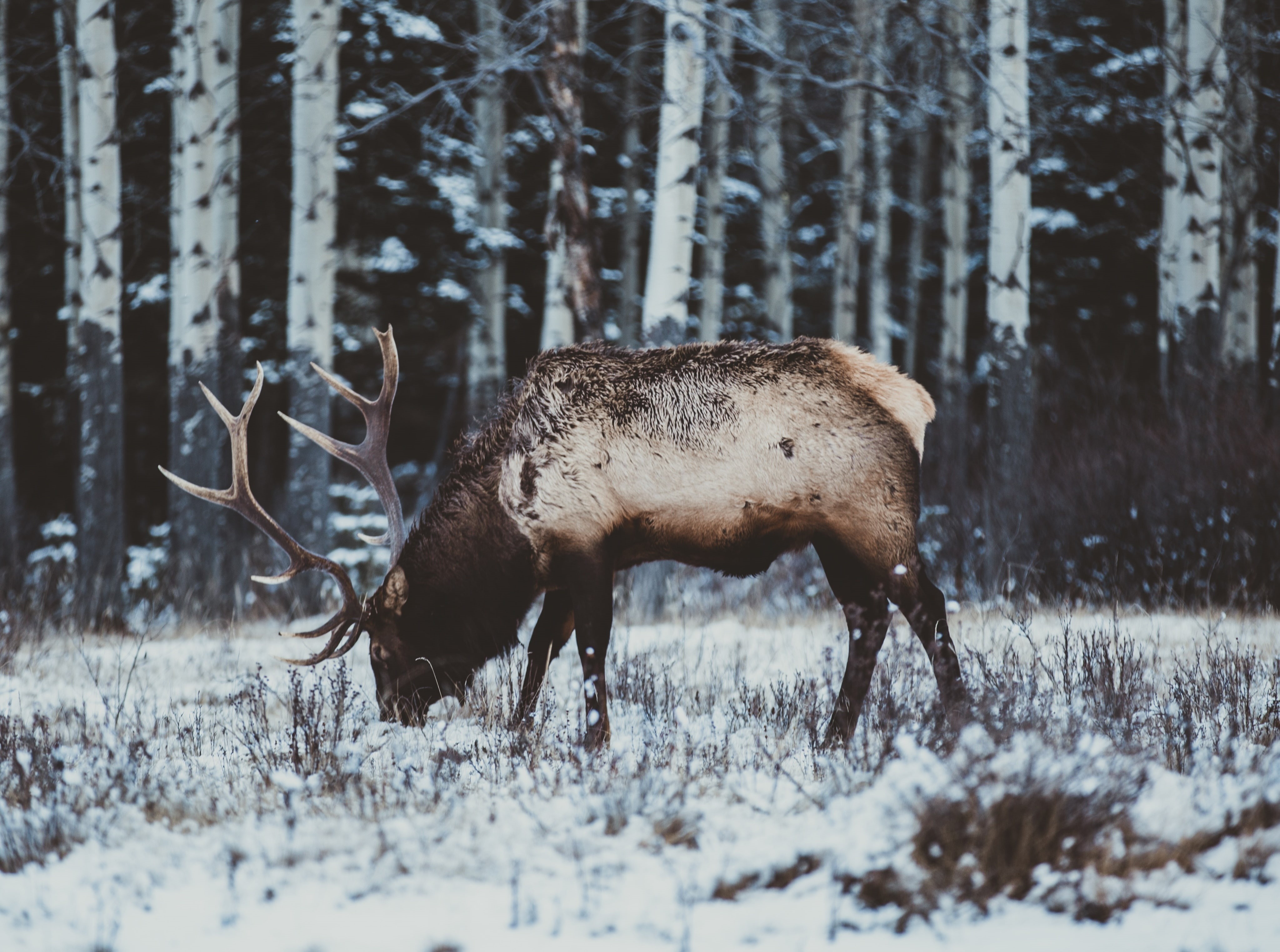 Forest, Animal, animal wildlife, Deer, one animal, Beast, animals in the wild, Cold, herbivorous, vertebrate, land, Animals, 4K, Snowing, Outdoors, animal themes, HD Wallpaper