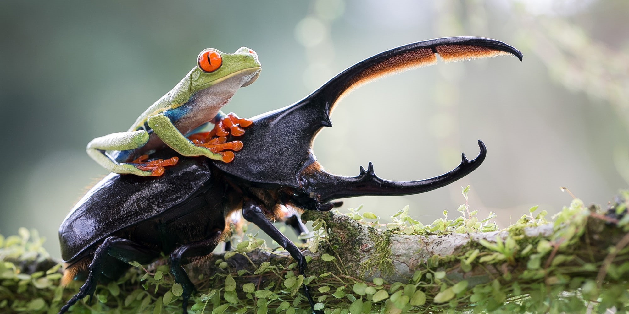 no people, day, Beetles, outdoors, frog, insect, animal wildlife, reptile, nature, tree, branch, Amphibian, macro, Depth Of Field, animal body part, Red Eyed Tree Frogs, HD Wallpaper
