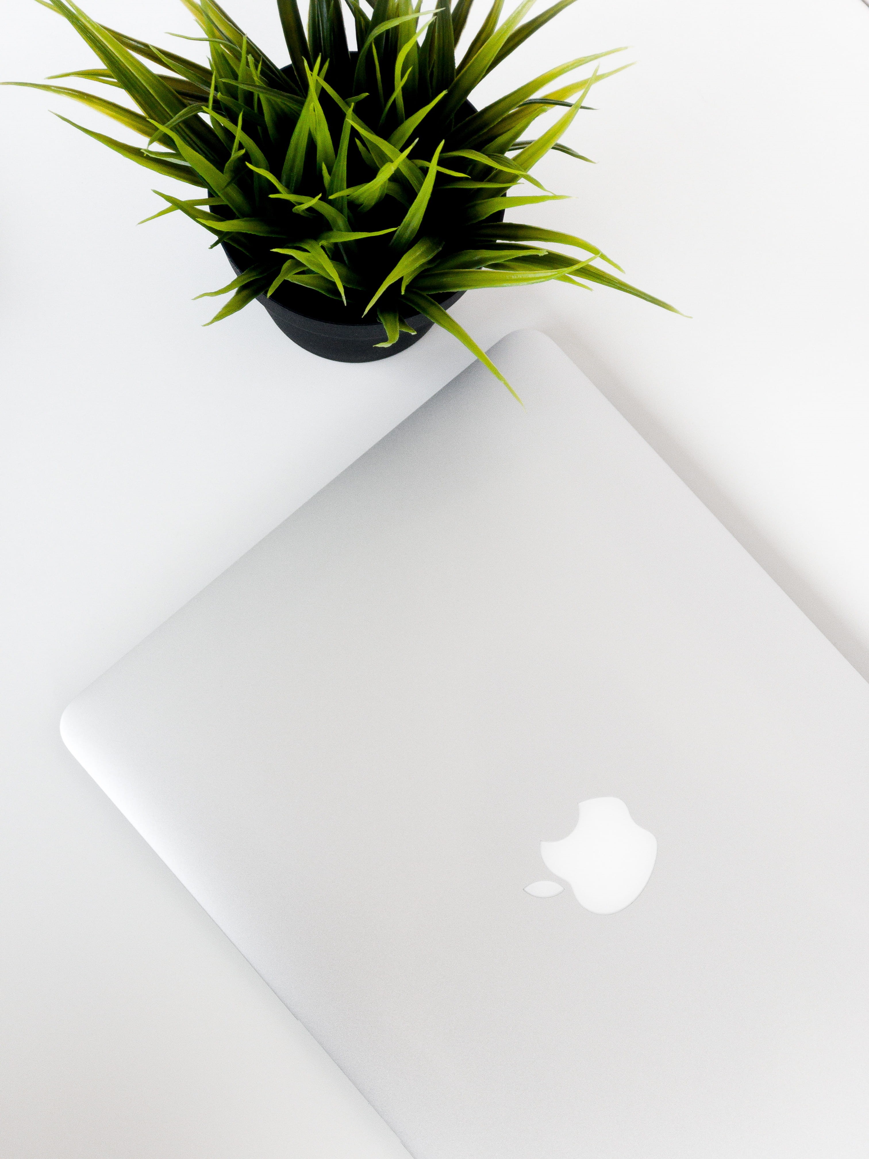 white background, indoors, leaf, flower arrangement, green color, plant, electronics, nature, petal, vulnerability, white color, macbook, art, blank, close-up, Phone HD Wallpaper