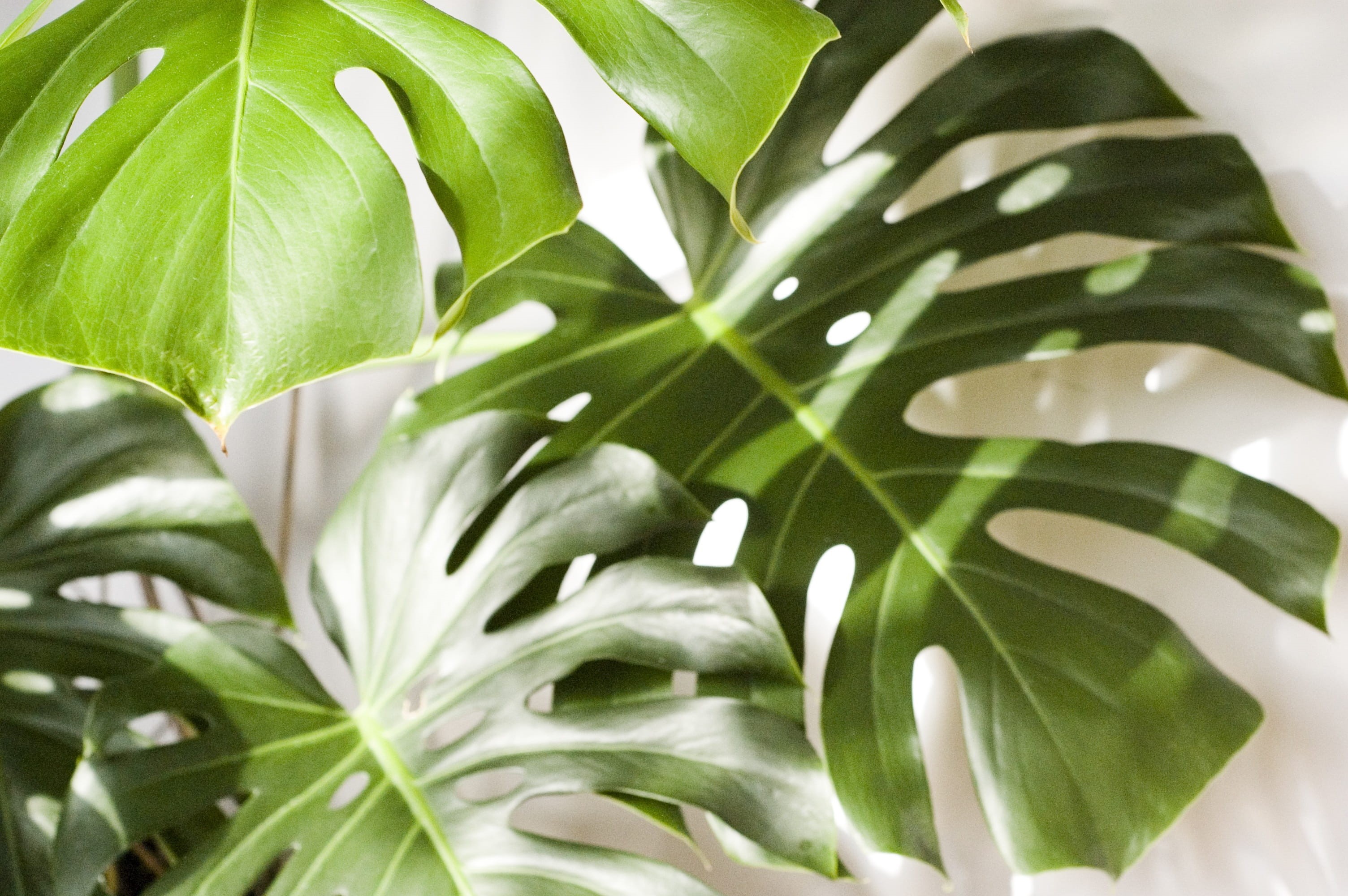 plant, tree, summer, food, botany, growth, leaf, palm leaf, foliage, plant part, no people, freshness, 2K, the sun, water, outdoors, close-up, beauty in nature, HD Wallpaper