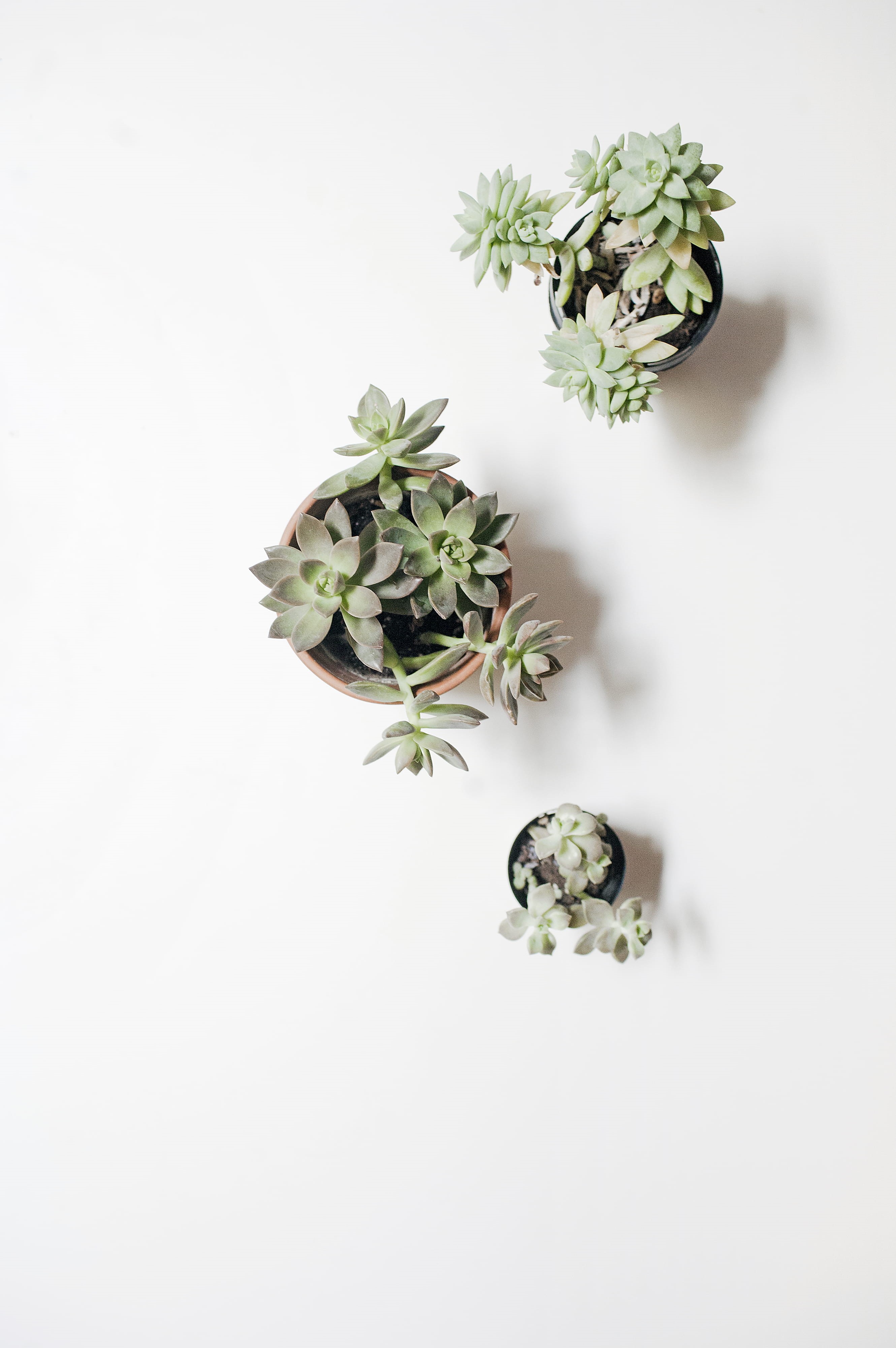 studio shot, white background, growth, flower head, high angle view, three, green color, surface, white, indoors, flower, nature, copy space, plant, flowering plant, Phone HD Wallpaper