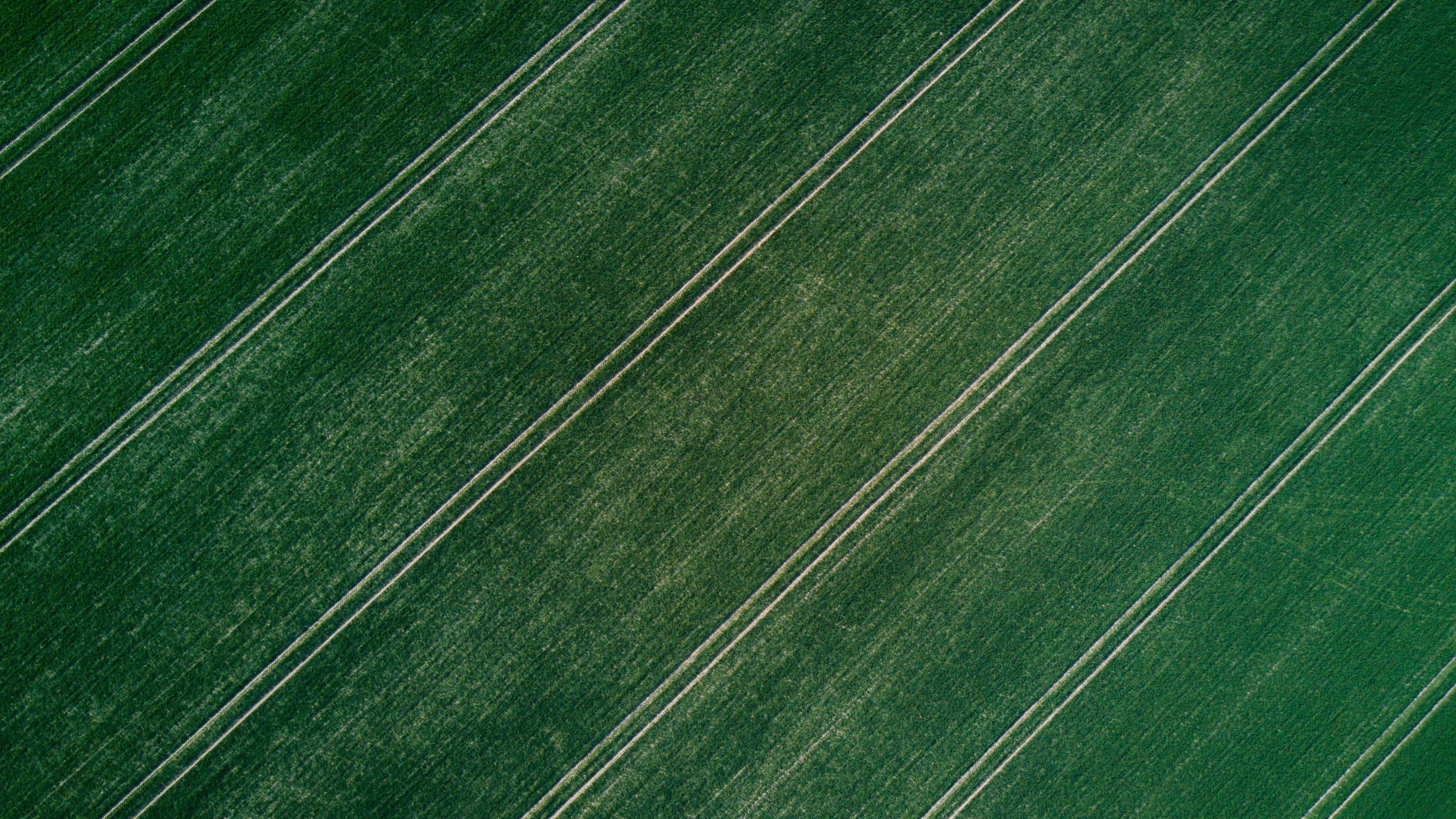 high angle view, full frame, plant, symmetry, striped, nature, land, photography, green color, agriculture, parallel, beauty in nature, pattern, 4K, field, HD Wallpaper
