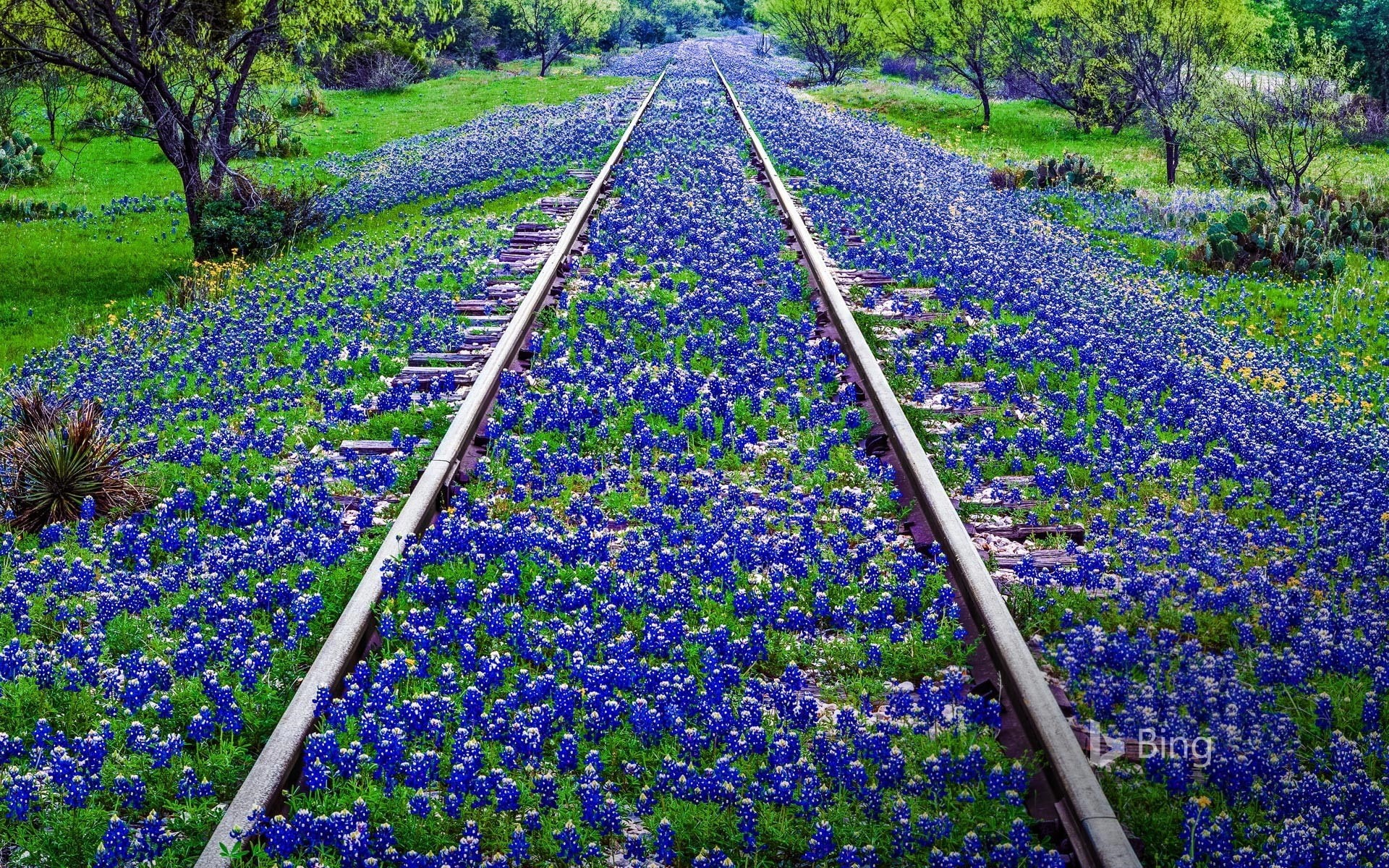 nature, texas, track, beauty in nature, llano, no people, plant, rail transportation, flower, freshness, the way forward, 1080P, field, bluebonnet, growth, HD Wallpaper