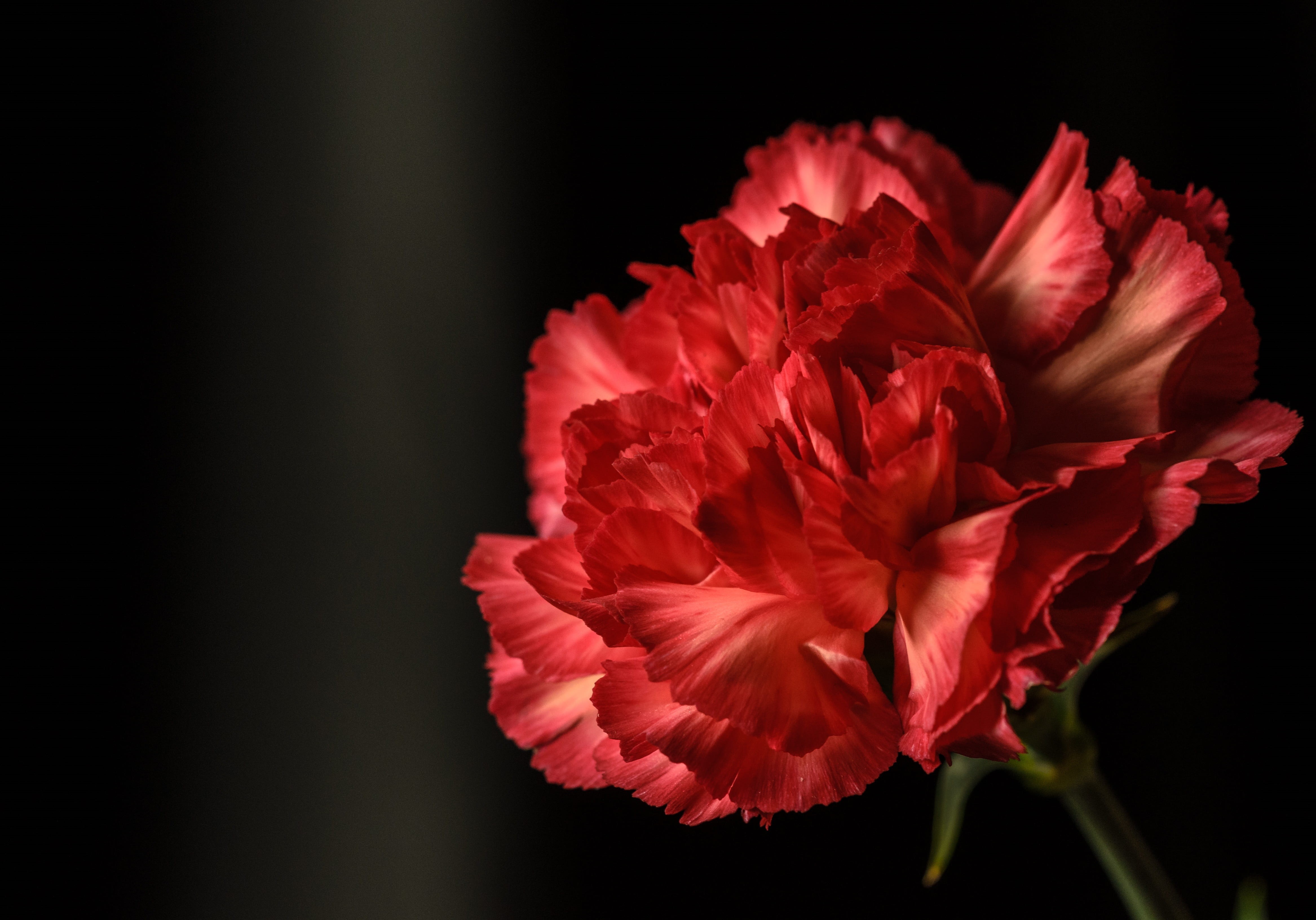 softness, vulnerability, bouquet, freshness, background, carnation, black background, blooming, color, natural, colorful, flower, beauty in nature, inflorescence, HD Wallpaper