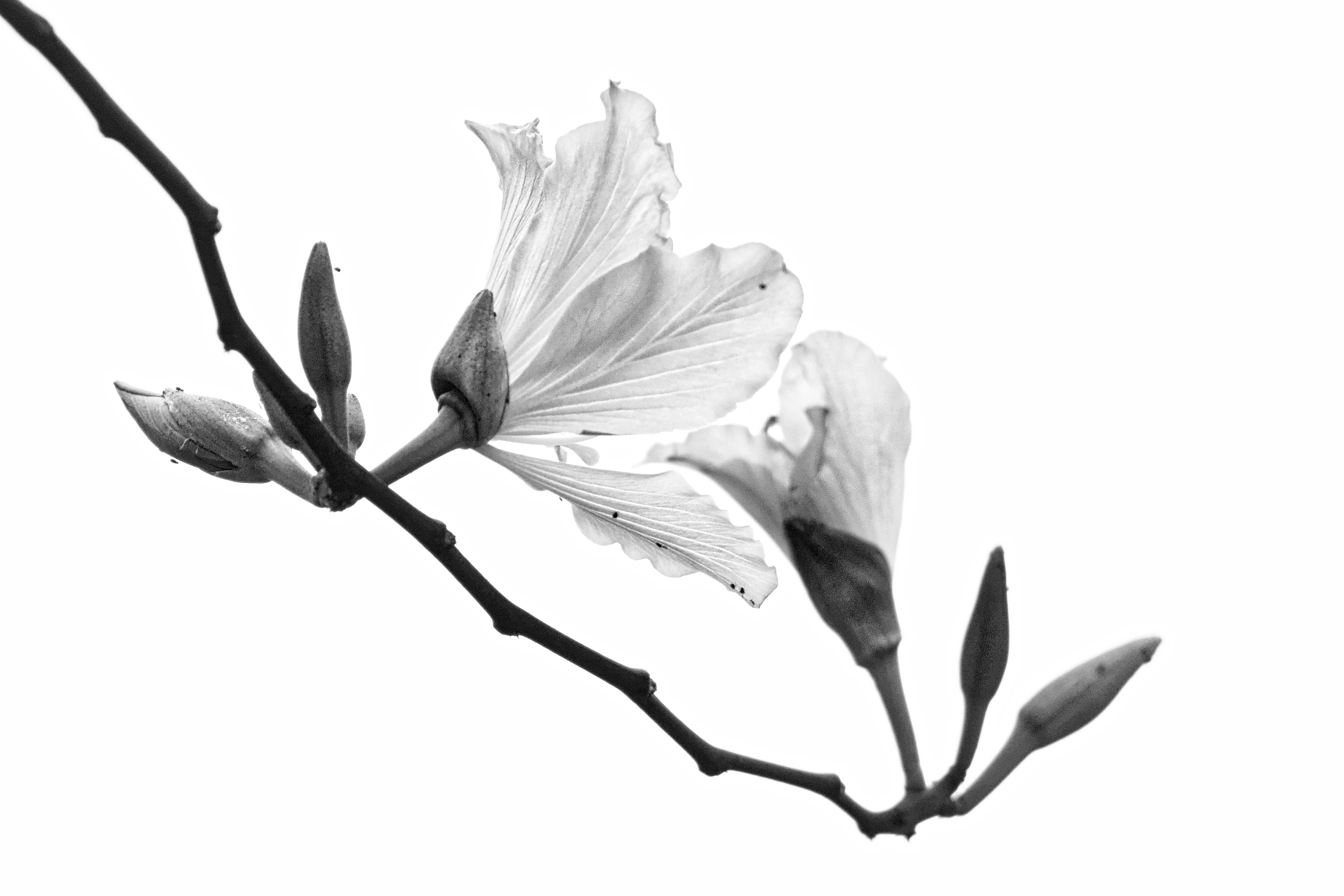 botany, isolated On White, BlackandWhite, black And White, plant, isolated, photography, branch, nature, tree, petaled, flower, Guangzhou, 4K, flowers, HD Wallpaper