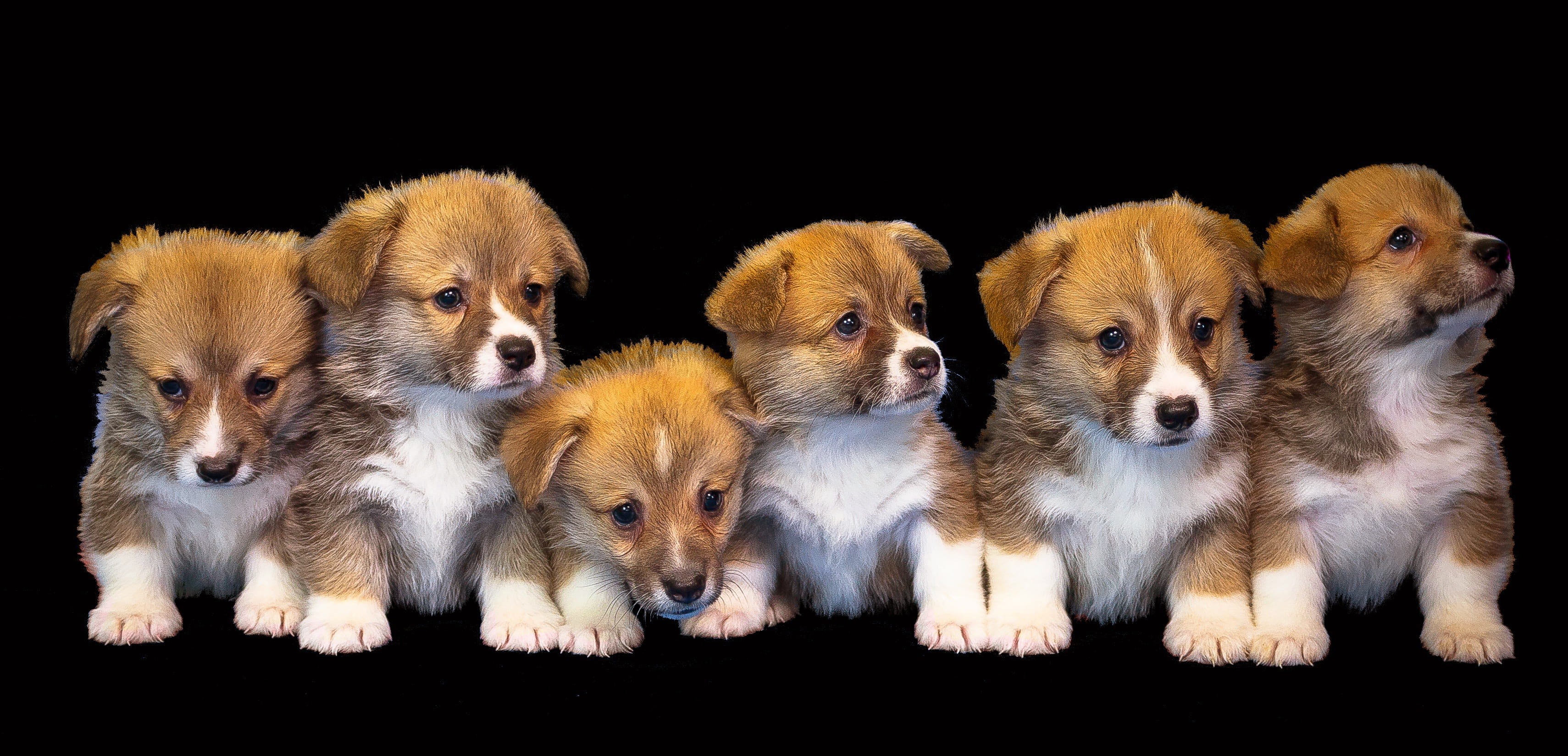 indoors, isolated, puppy, studio shot, togetherness, puppies, no people, pet, pets, group of animals, animal themes, breeding, 2K, brown, young, domestic, HD Wallpaper