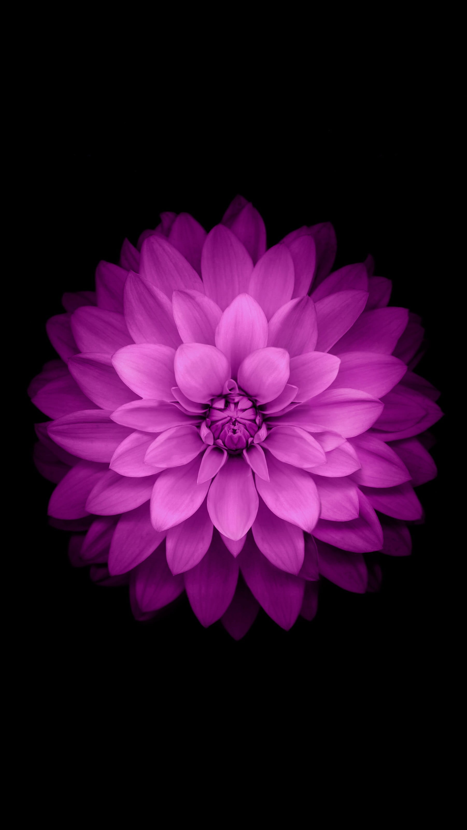 inflorescence, pink Color, isolated On Black, simple background, vertical, plants, bunch of flowers, flowers, flower, isolated, no People, red, close-up, Phone HD Wallpaper